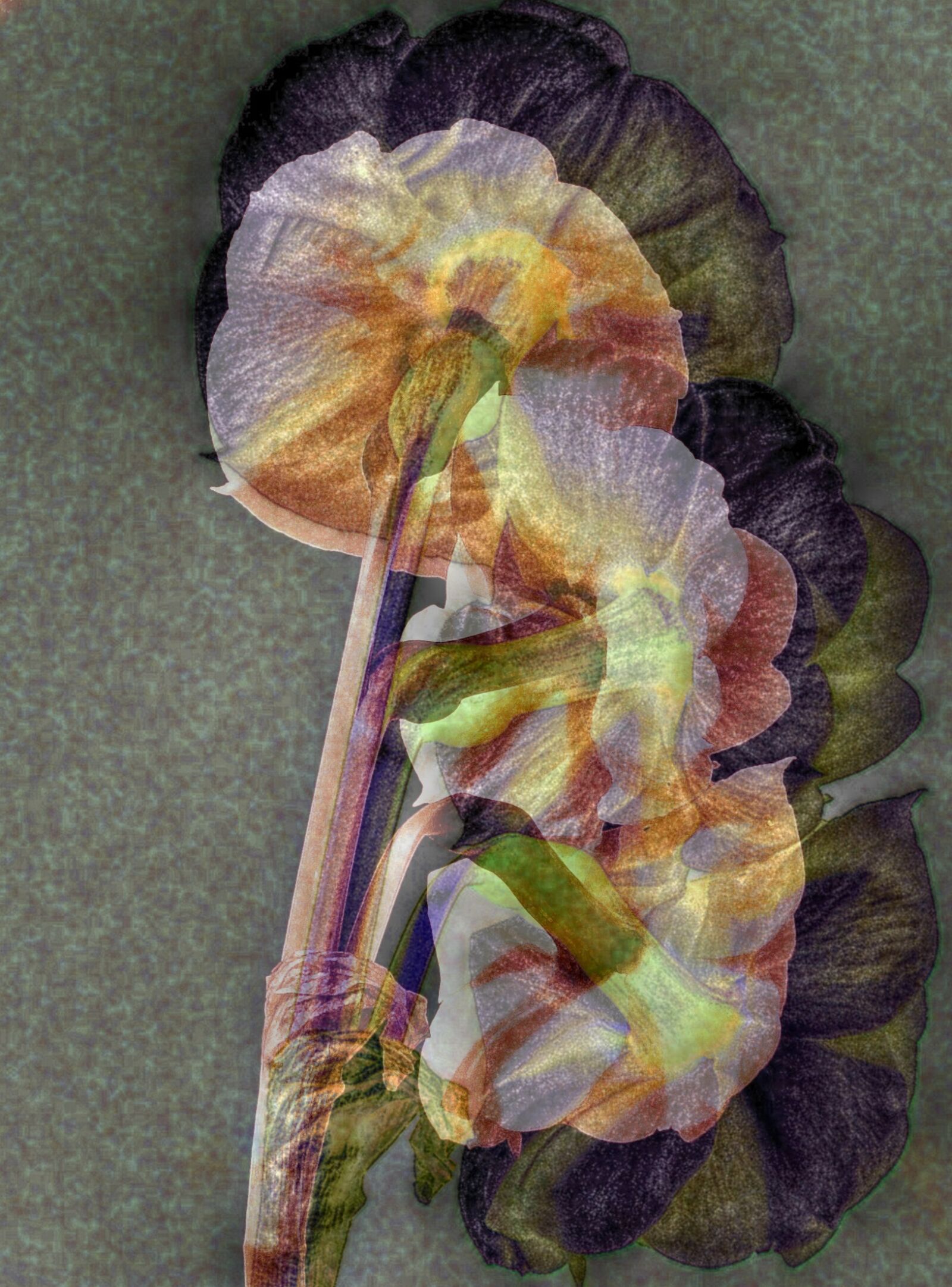 Fujifilm FinePix S5000 sample photo. Daffodil, spring, creative photography
