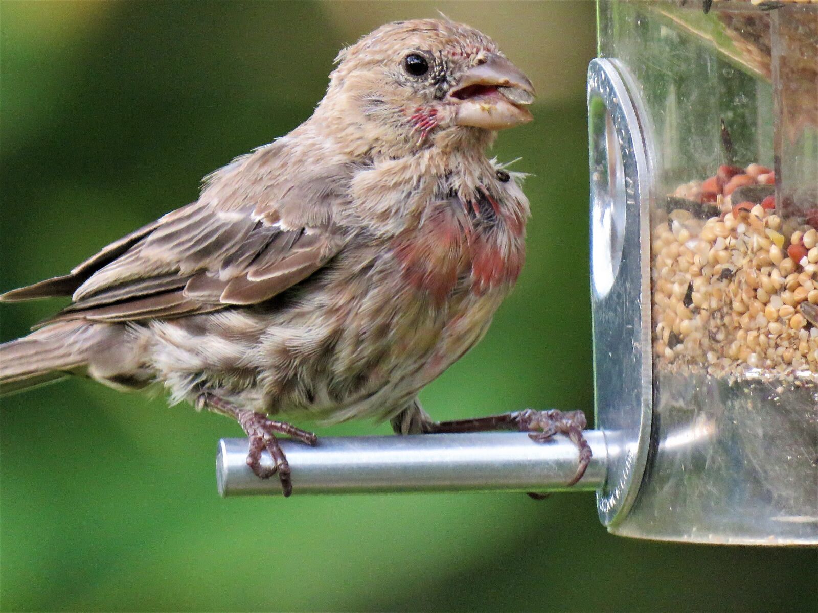 Canon PowerShot SX60 HS sample photo. Bird, colorful, wildlife photography
