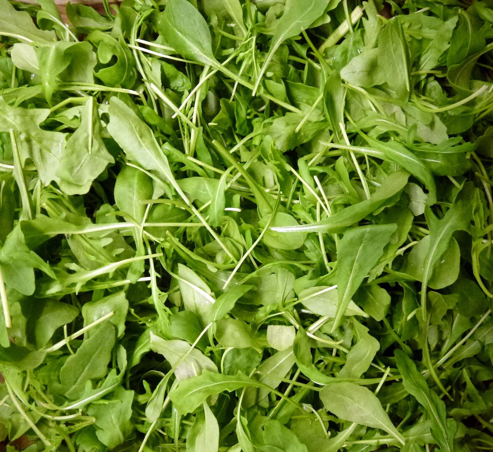 Panasonic Lumix DMC-ZS10 (Lumix DMC-TZ20 / Lumix DMC-TZ22) sample photo. Greens, salad, green photography