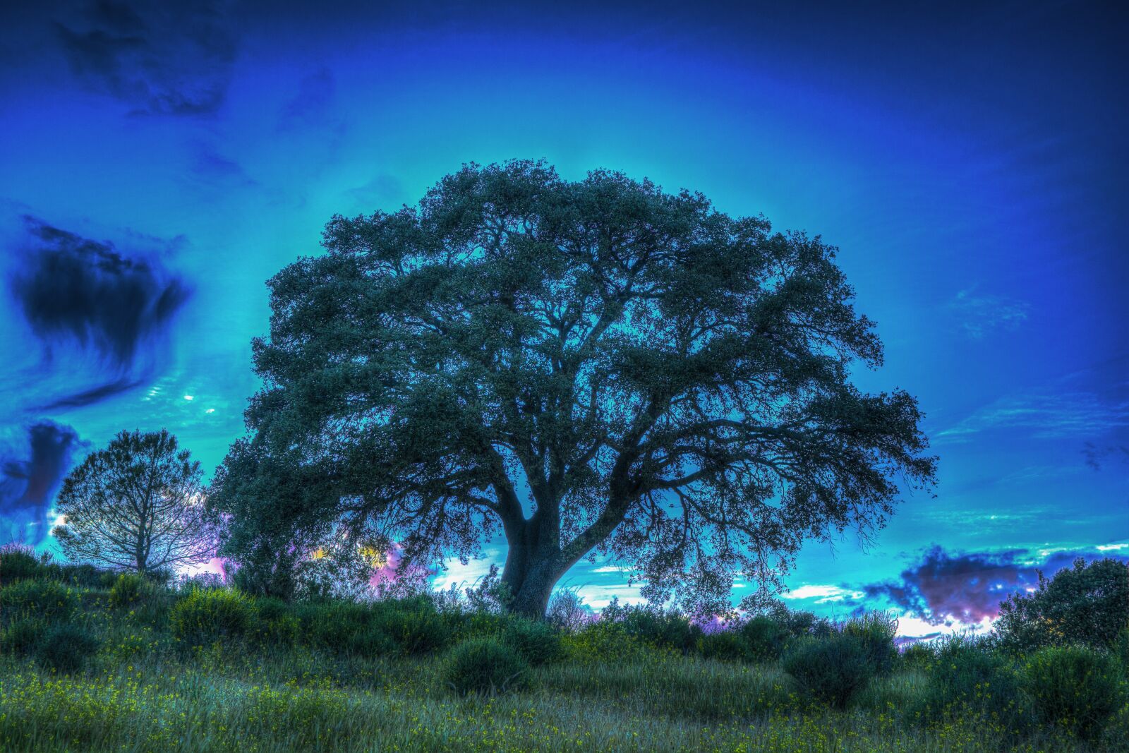 Nikon D3300 sample photo. Tree, light, lighting photography