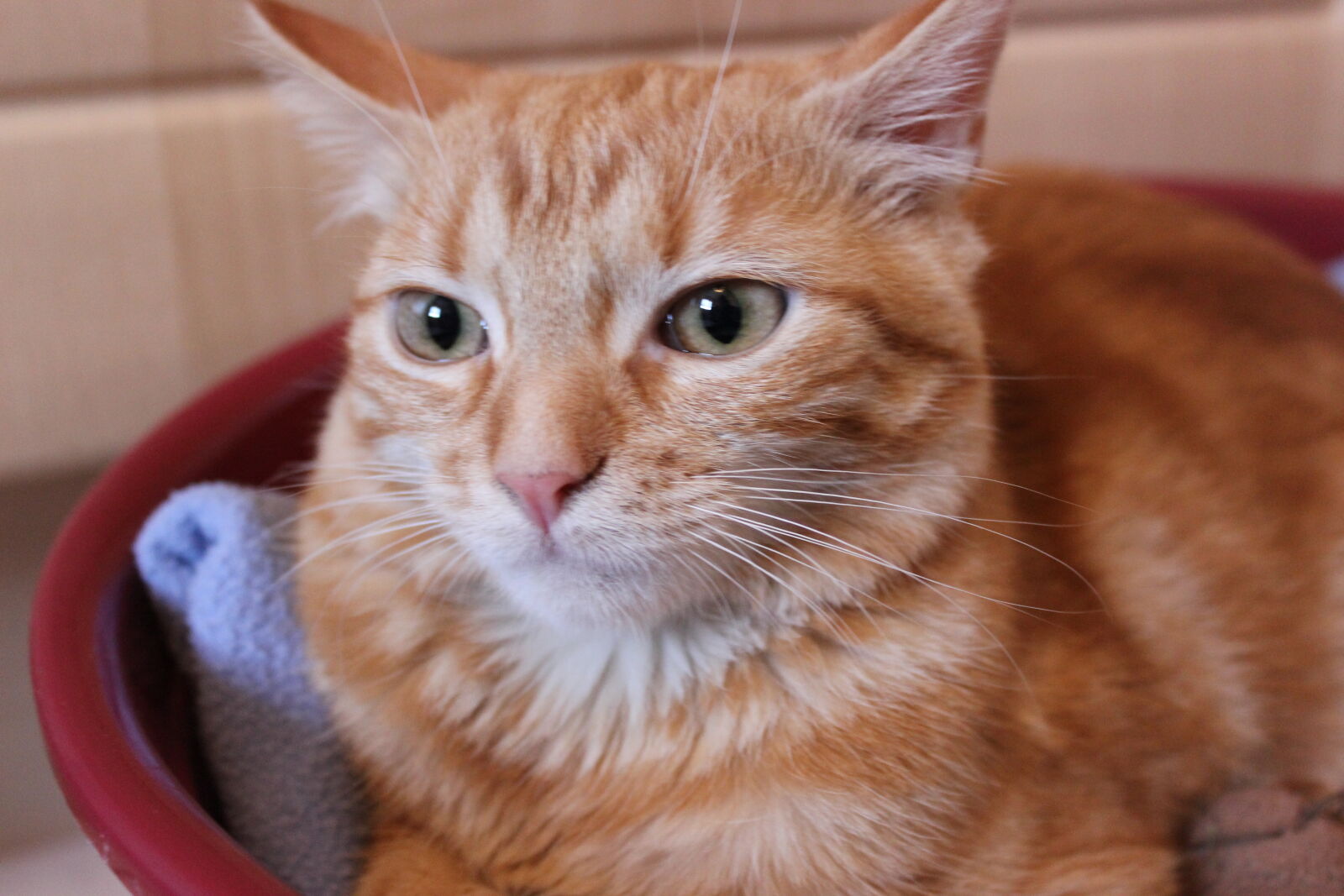 Canon EOS 600D (Rebel EOS T3i / EOS Kiss X5) sample photo. Cat, female, garden, grass photography