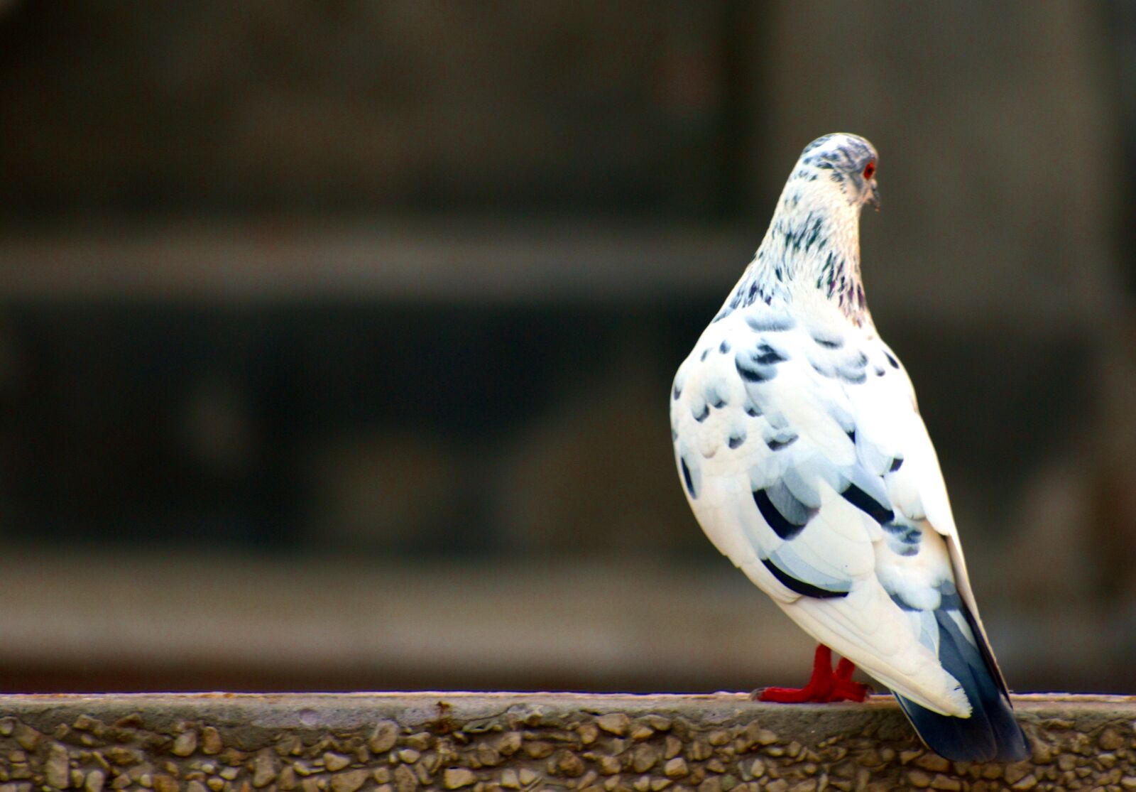 Nikon D5600 sample photo. White grey pigeon, domestic photography