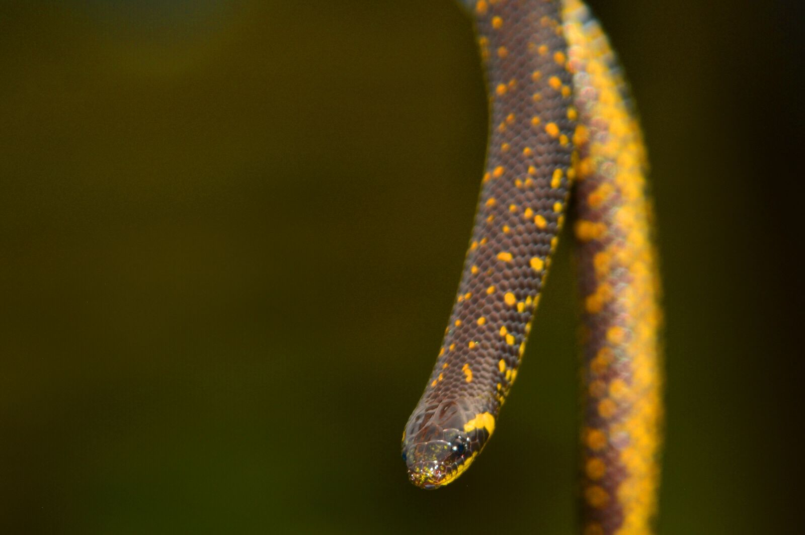 Nikon D5200 sample photo. Snake, garden, reptile photography