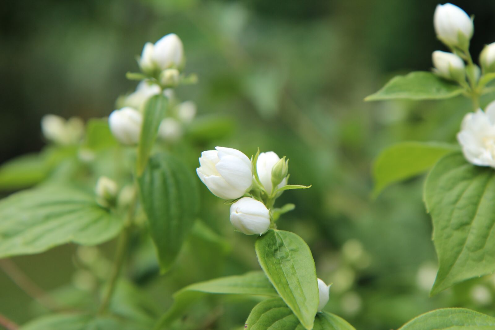 Canon EOS 600D (Rebel EOS T3i / EOS Kiss X5) sample photo. Mock-orange, seringat, button mock-orange photography