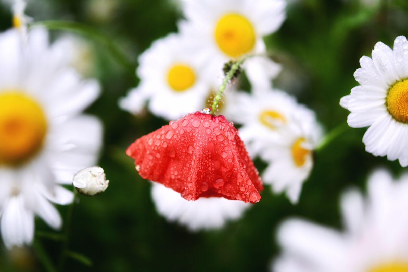 Nikon Z6 sample photo. Daisy, poppy, flowers photography