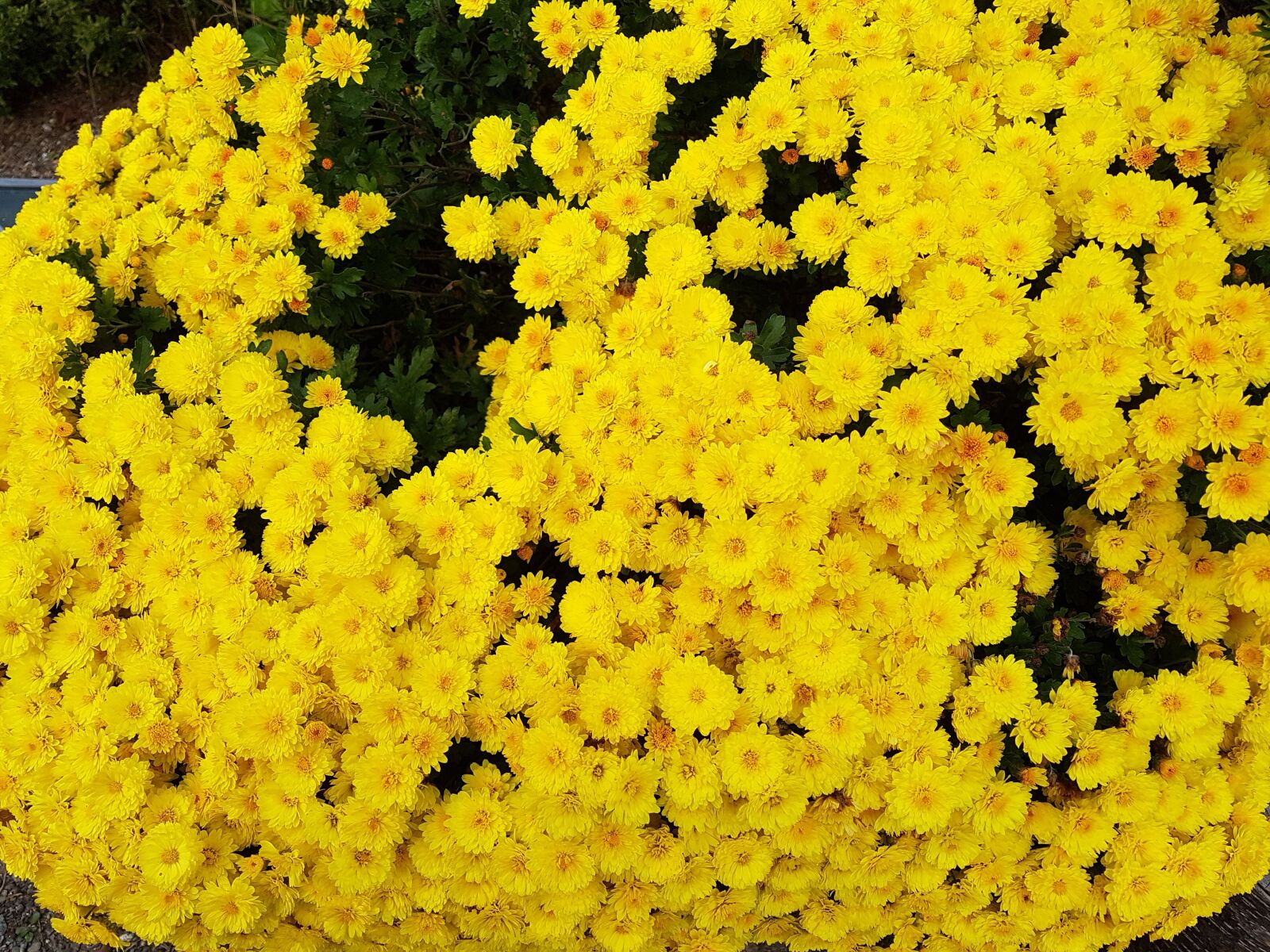 Samsung Galaxy S7 sample photo. Taurus country, yellow chrysanthemums photography