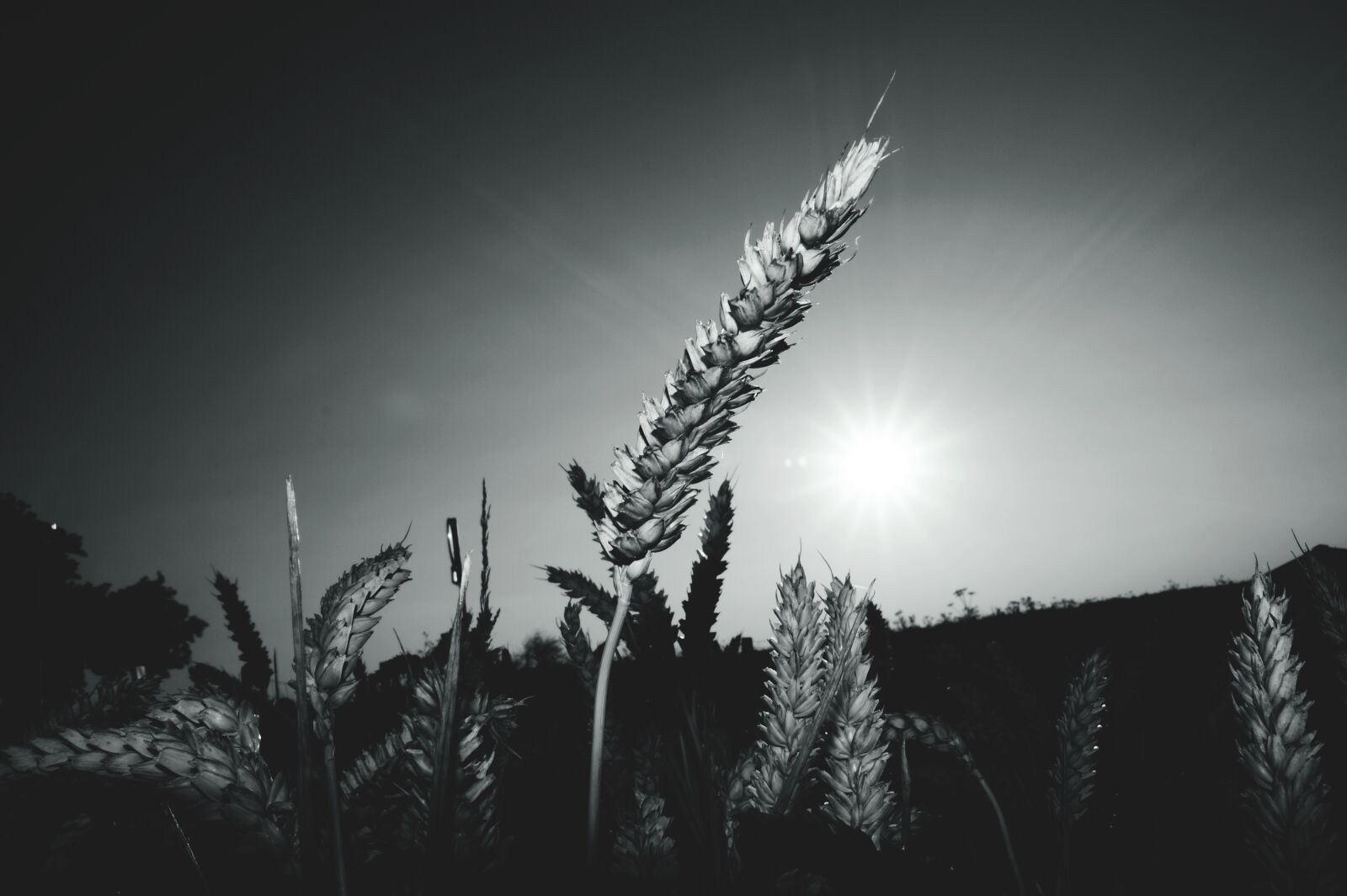 Sony DT 18-55mm F3.5-5.6 SAM II sample photo. Plant, leaves, field photography