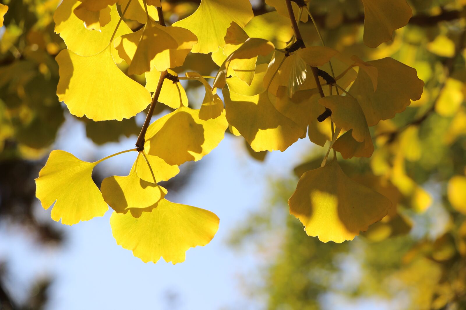 Canon EOS 600D (Rebel EOS T3i / EOS Kiss X5) sample photo. Autumn, leaf, leaves photography