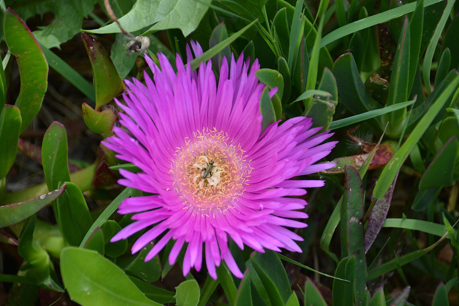 Nikon D5200 sample photo. Insect, flower, nature photography