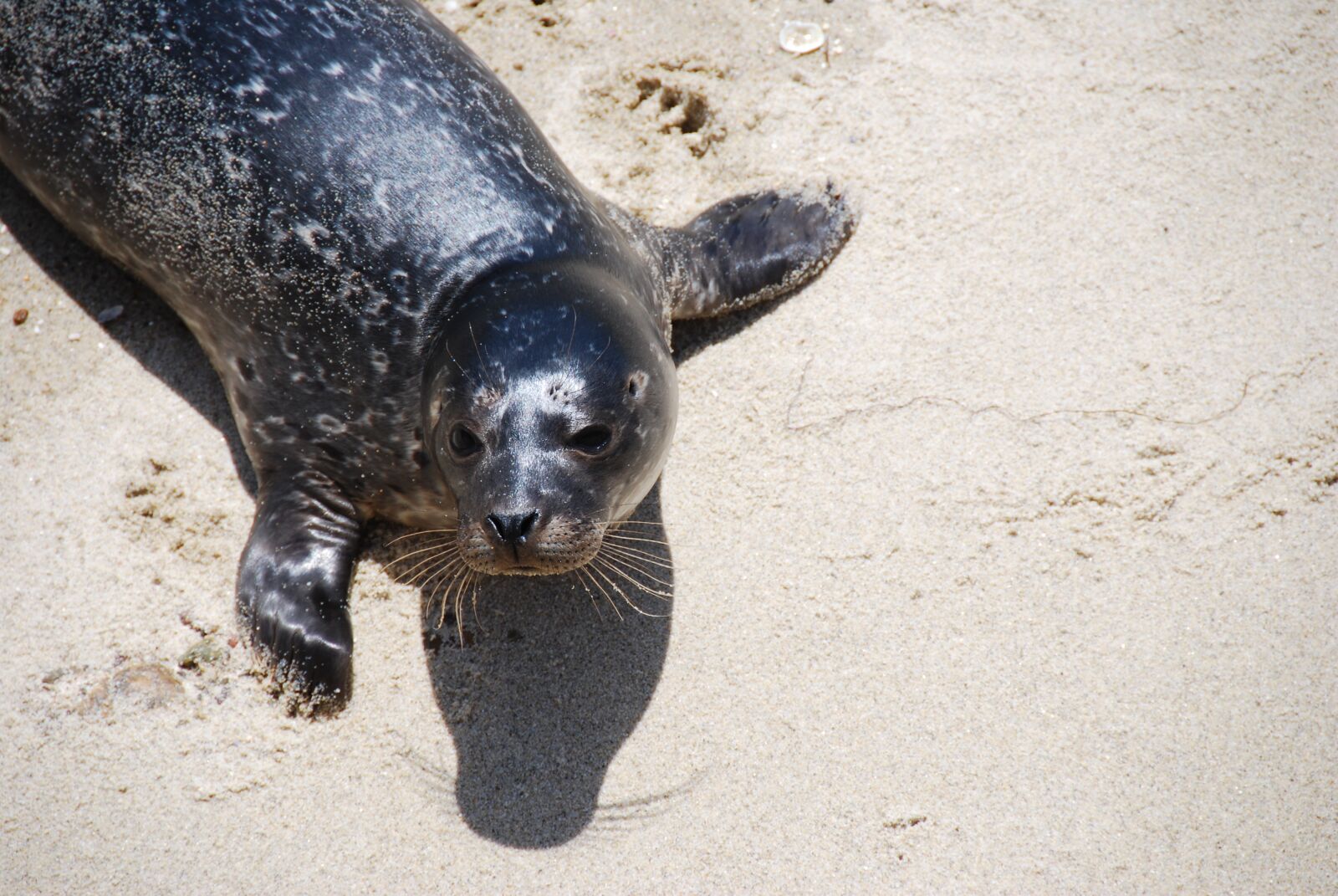 Nikon D60 sample photo. Seal, beach, sand photography