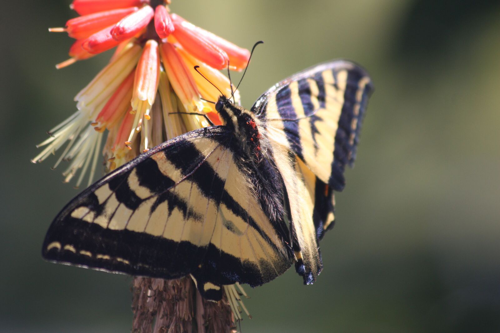 Canon EOS 40D sample photo. Swallowtail butterfly, insect, nature photography