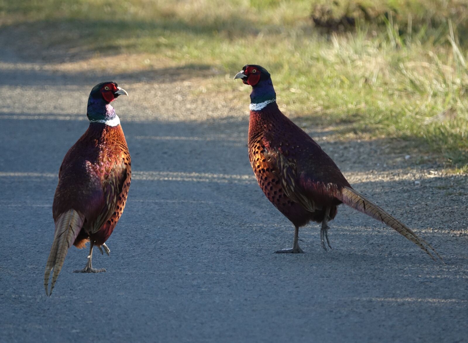 Sony Cyber-shot DSC-RX10 III sample photo. Bird, roosters pheasants wild photography