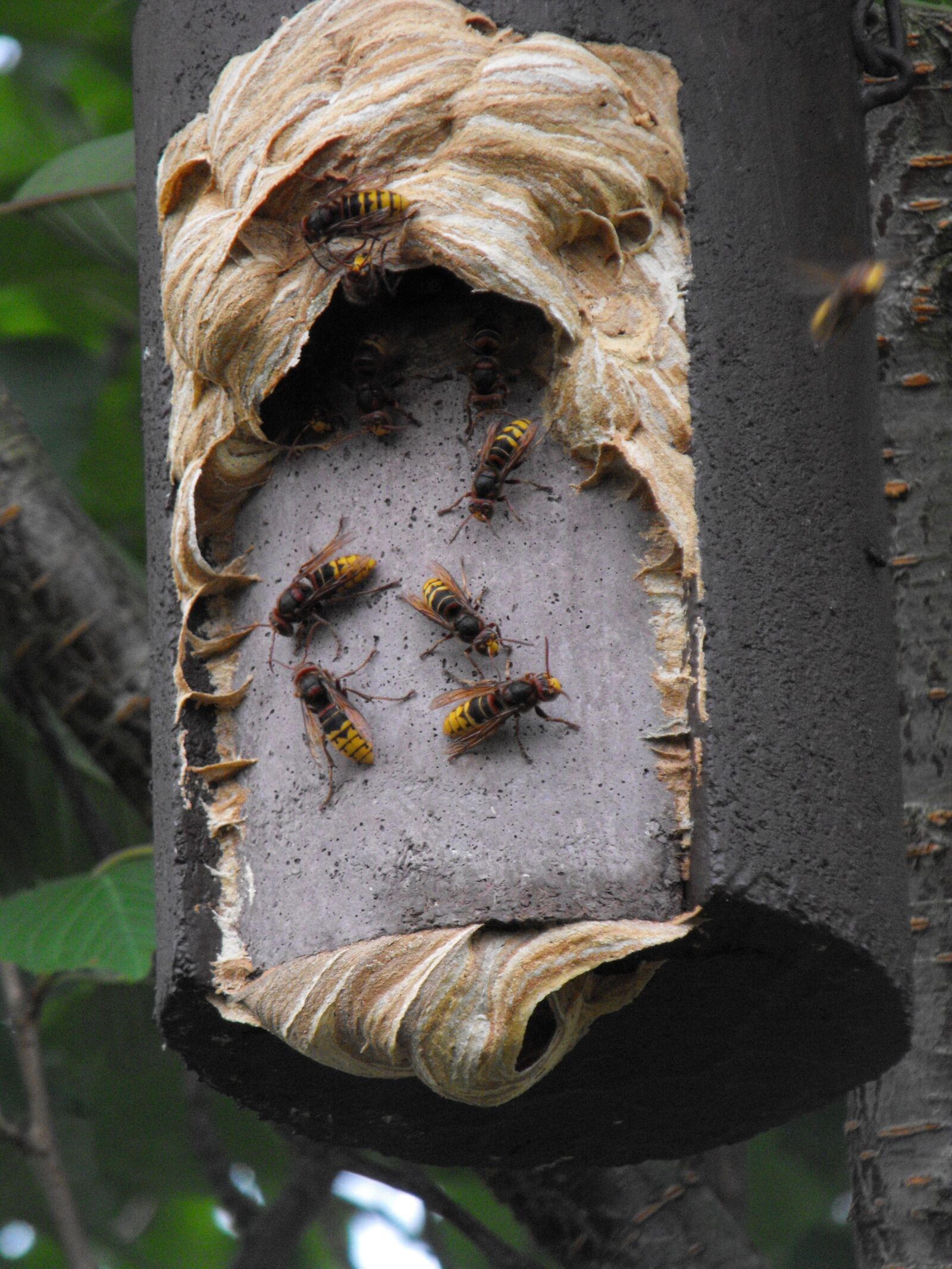 Fujifilm FinePix S1000fd sample photo. Hornissennest, nesting box, insect photography