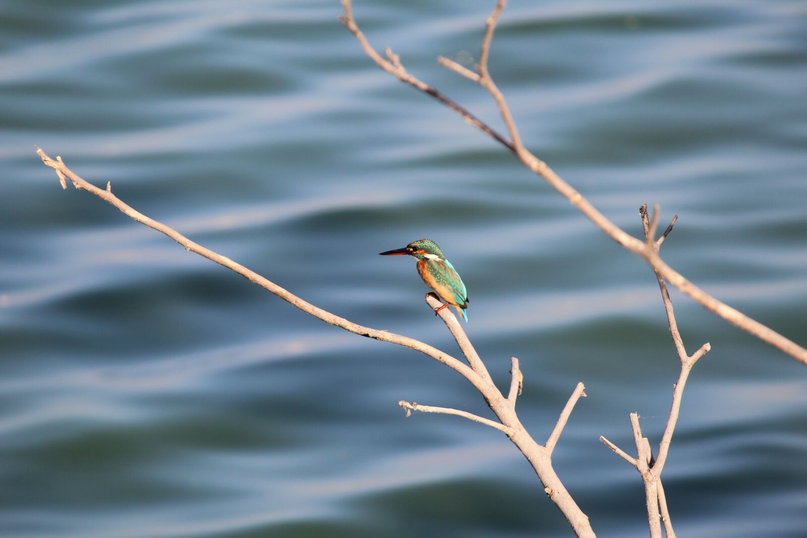 Canon EOS 1200D (EOS Rebel T5 / EOS Kiss X70 / EOS Hi) sample photo. Kingfisher, bird, nature photography