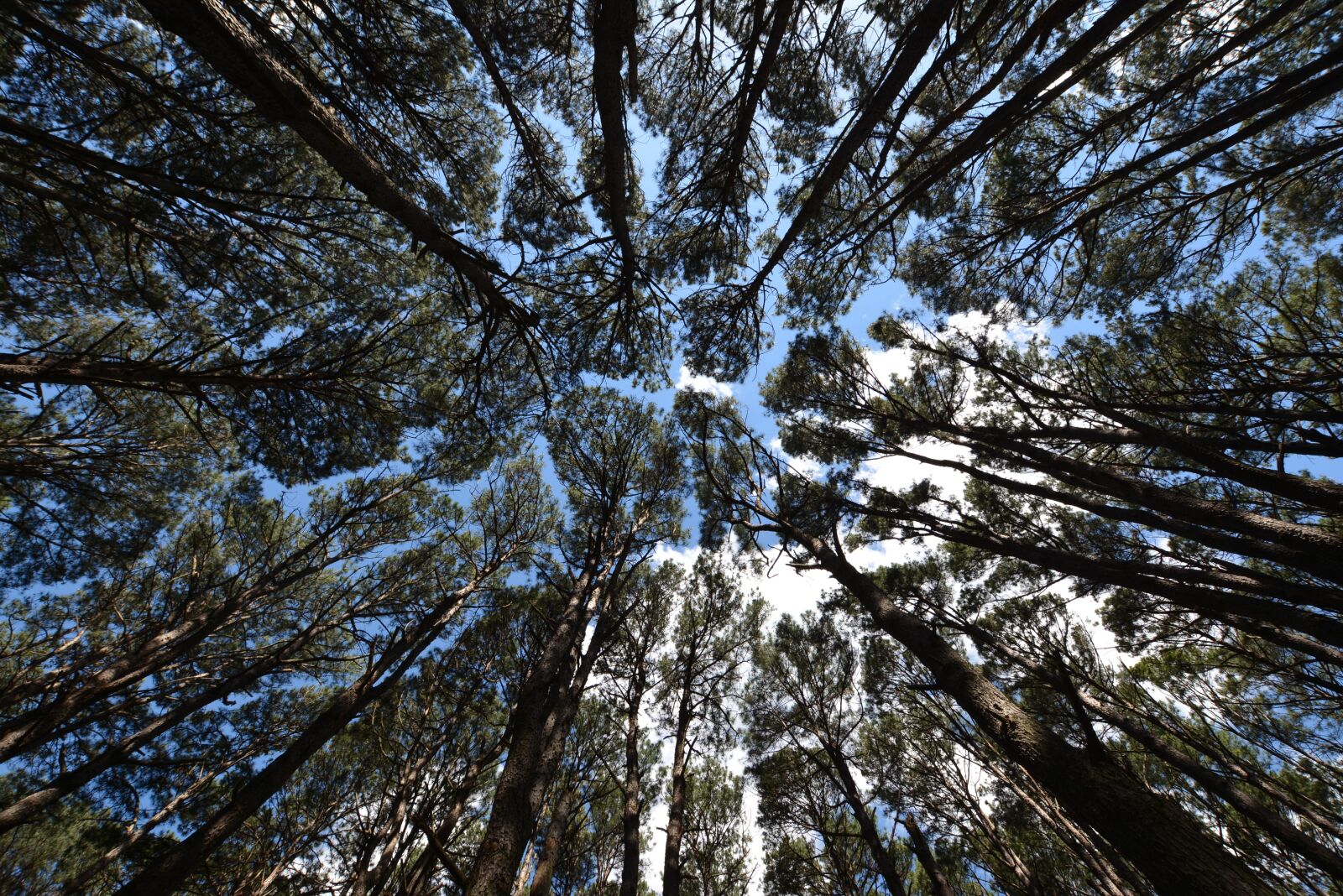 Nikon D7100 sample photo. Trees, cup, tree photography