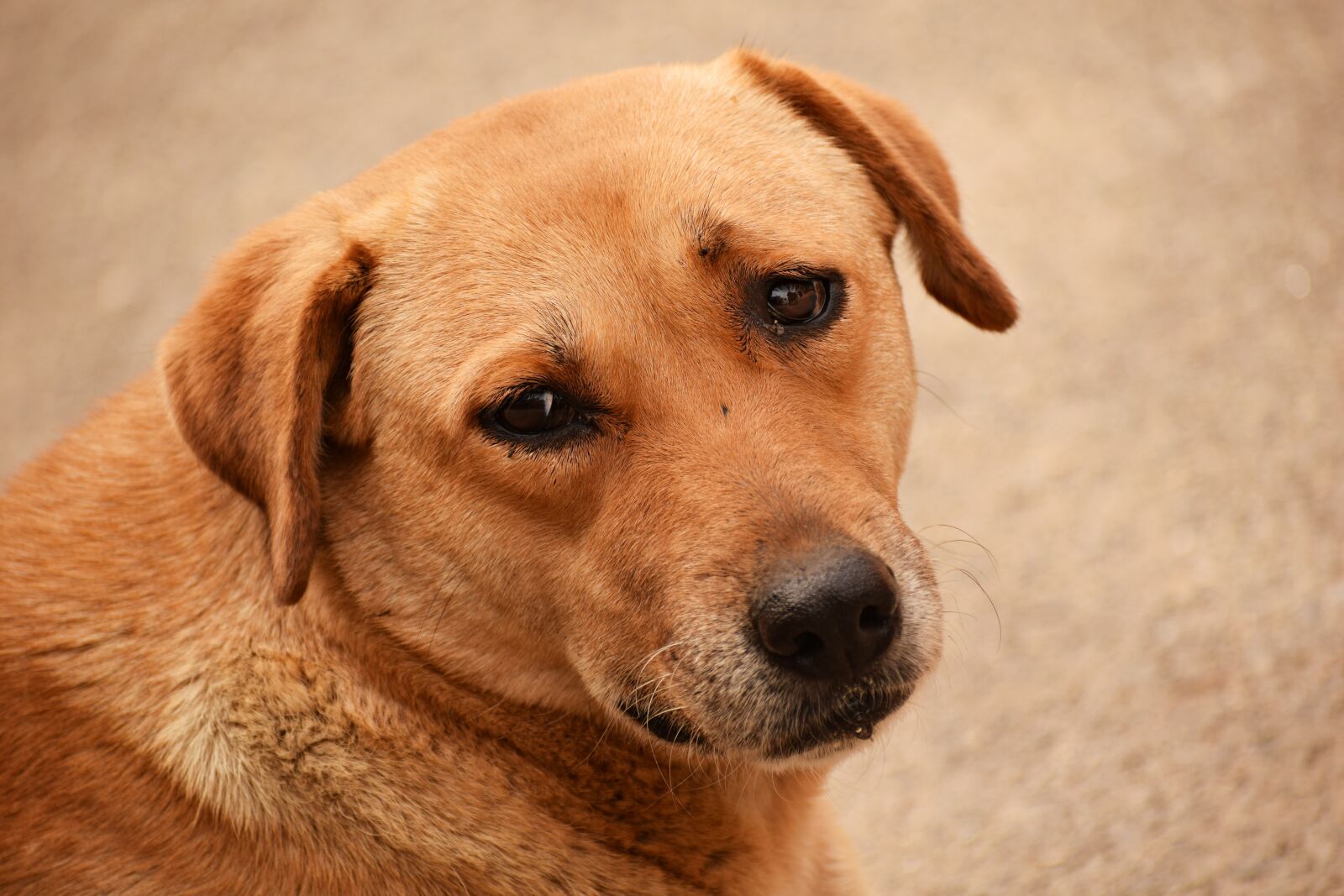 Nikon D3300 sample photo. Dog, animal, puppy photography