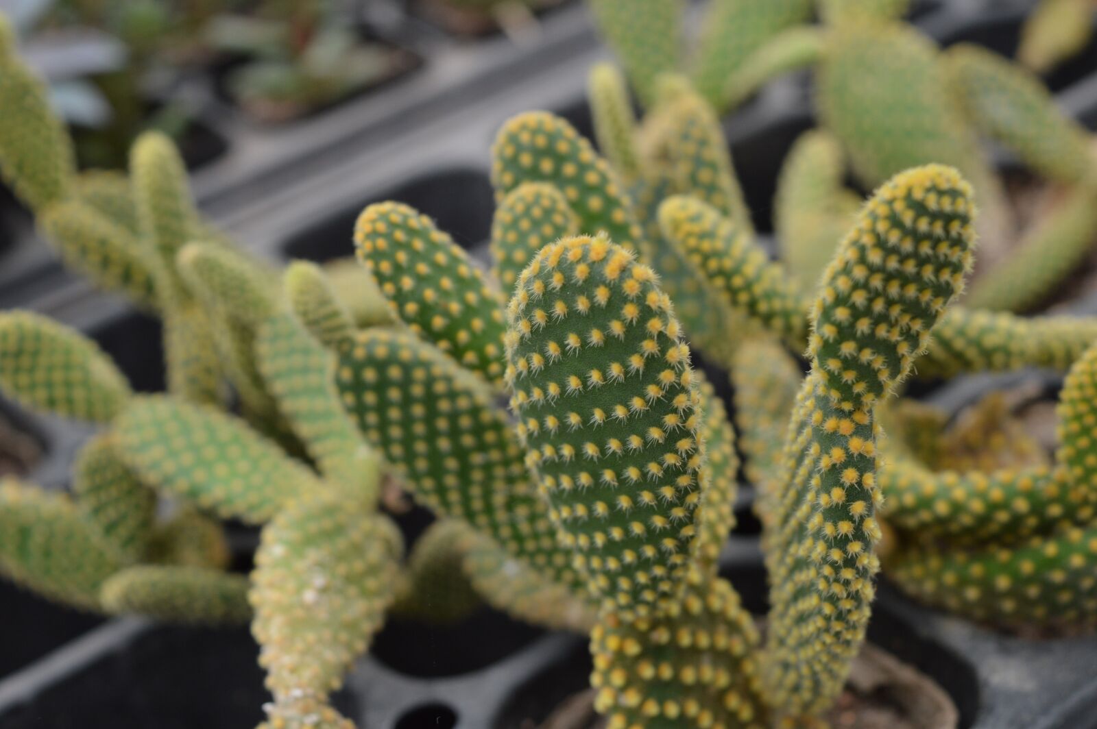Nikon D3200 sample photo. Plant, cactus, the fleshy photography