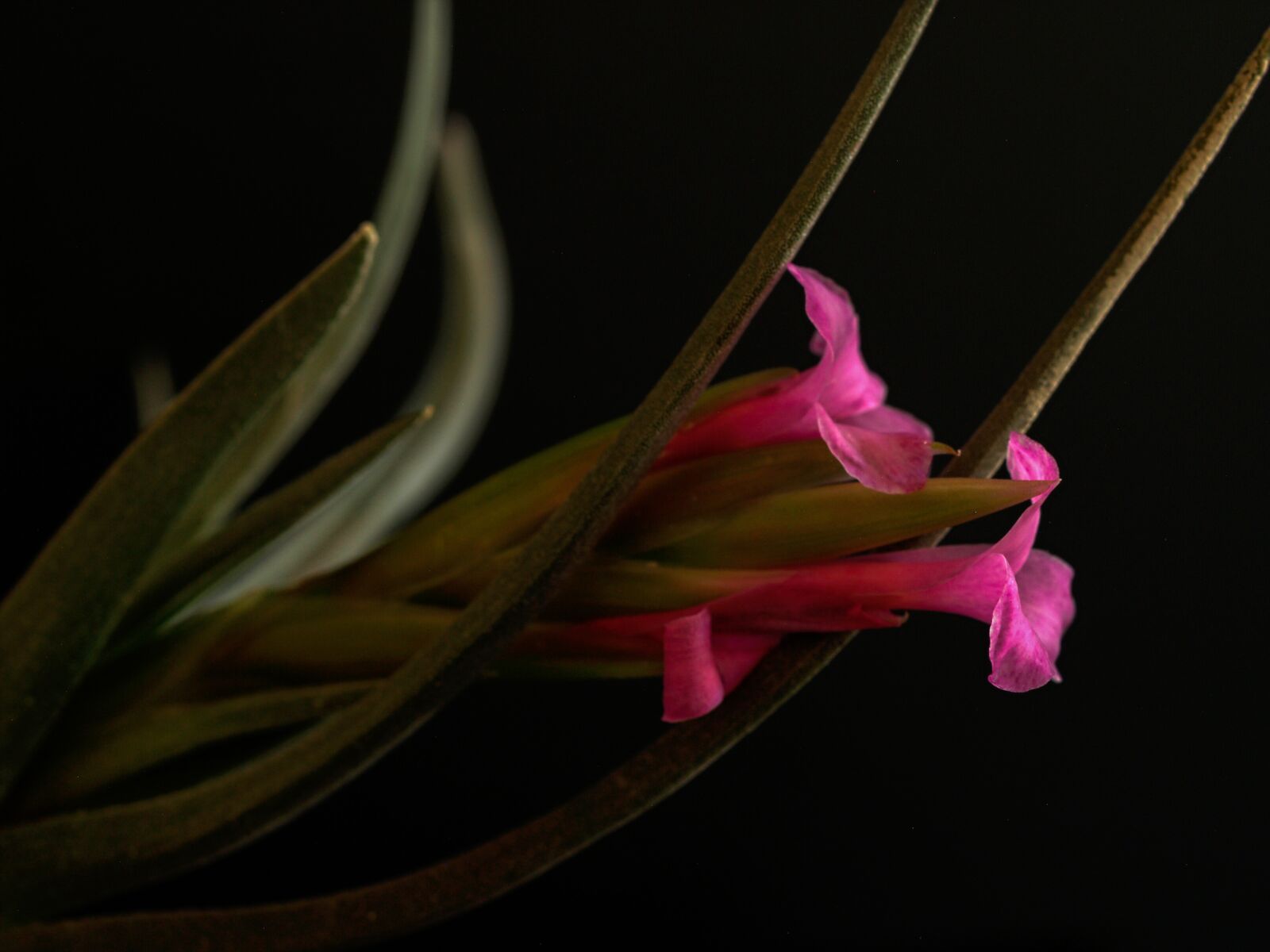 Olympus E-500 (EVOLT E-500) sample photo. Flower, retail, sukulent photography