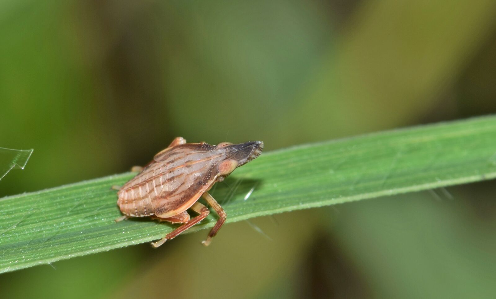 Nikon D5300 sample photo. Leafhopper, planthopper, nymph photography