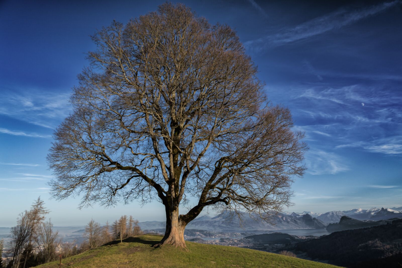 Canon EOS 6D + Canon EF 24-105mm F4L IS USM sample photo. Tree, nature, mood photography