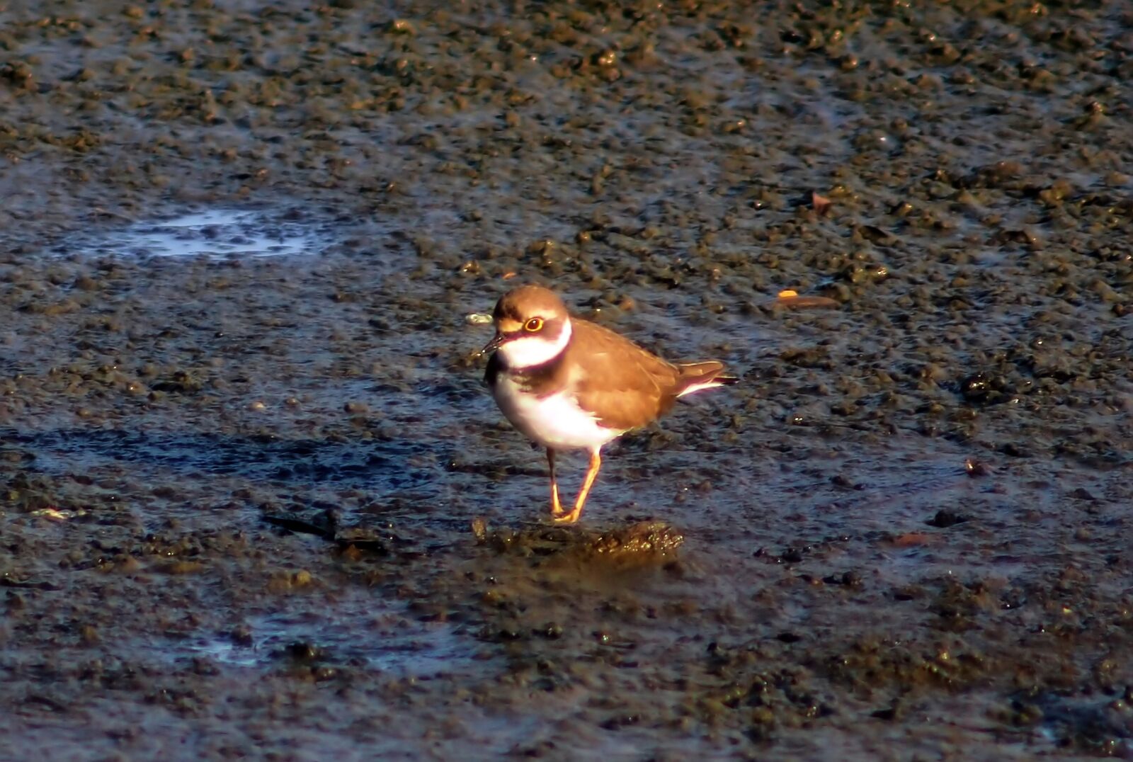 Olympus OM-D E-M1 sample photo. Migratory, bird, wild photography