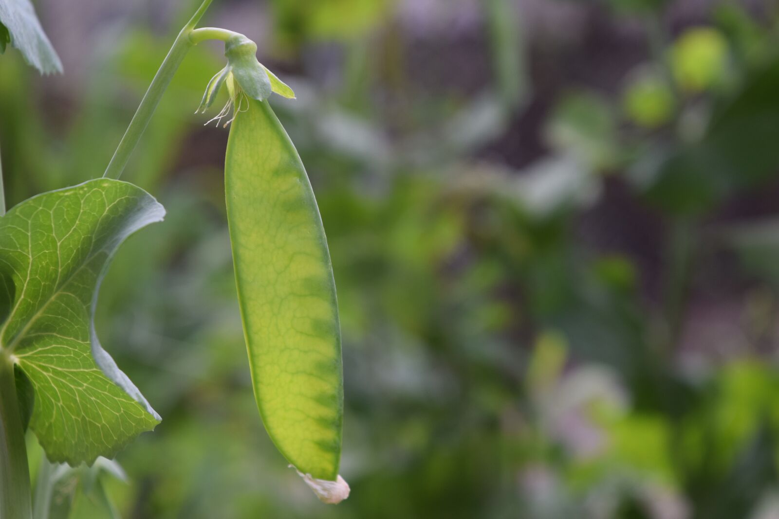 Nikon D3300 sample photo. Sugar pea, pea, pea photography