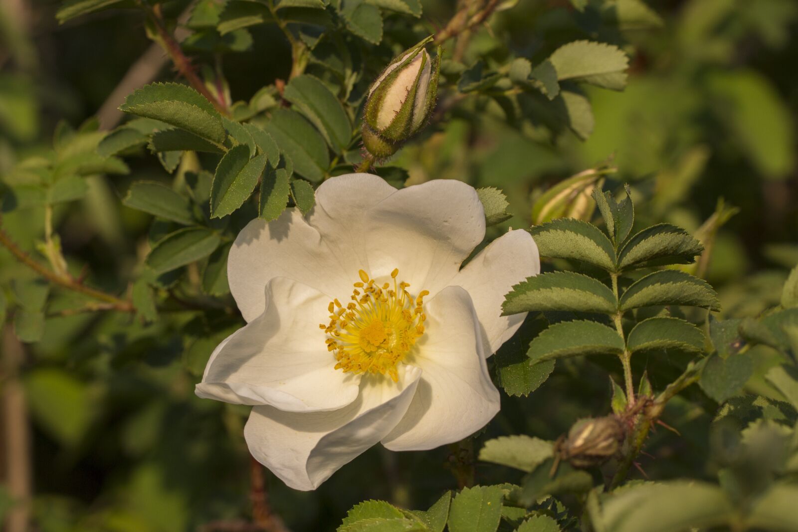 Tamron SP AF 60mm F2 Di II LD IF Macro sample photo. Wild rose, bloom, white photography