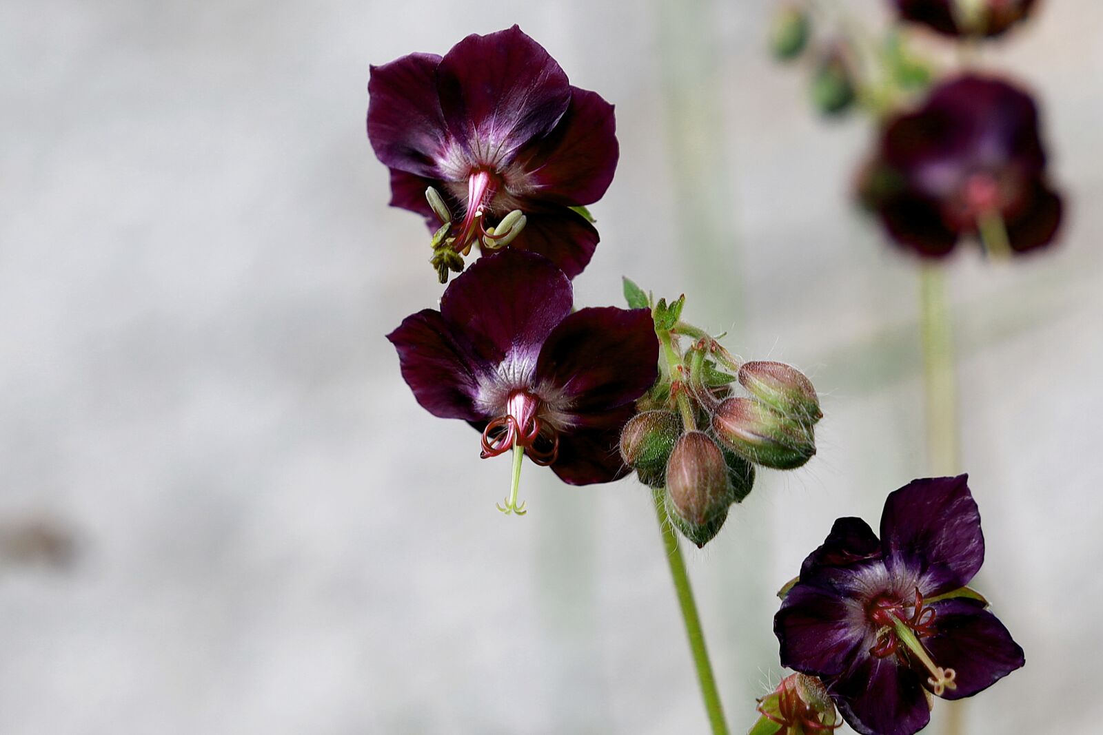 Canon EOS R sample photo. Geranium phaeum, wild flower photography