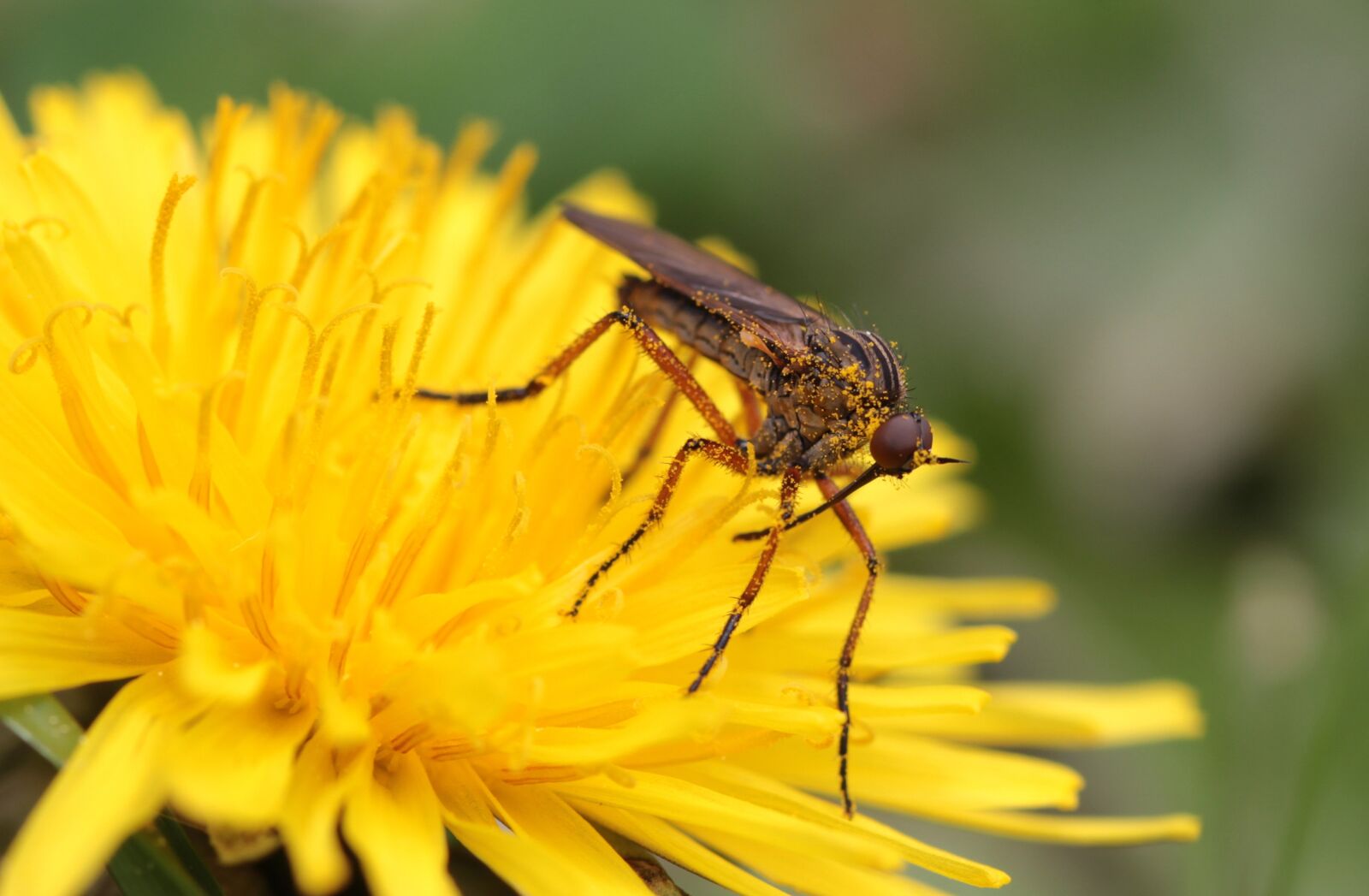 Canon EOS 650D (EOS Rebel T4i / EOS Kiss X6i) sample photo. Fly, reddish brown dance photography