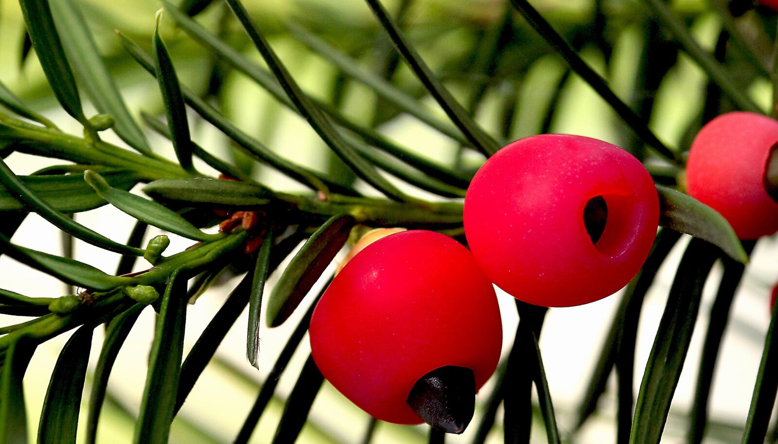 Canon EOS 5D Mark II sample photo. Plant, bush, cis photography