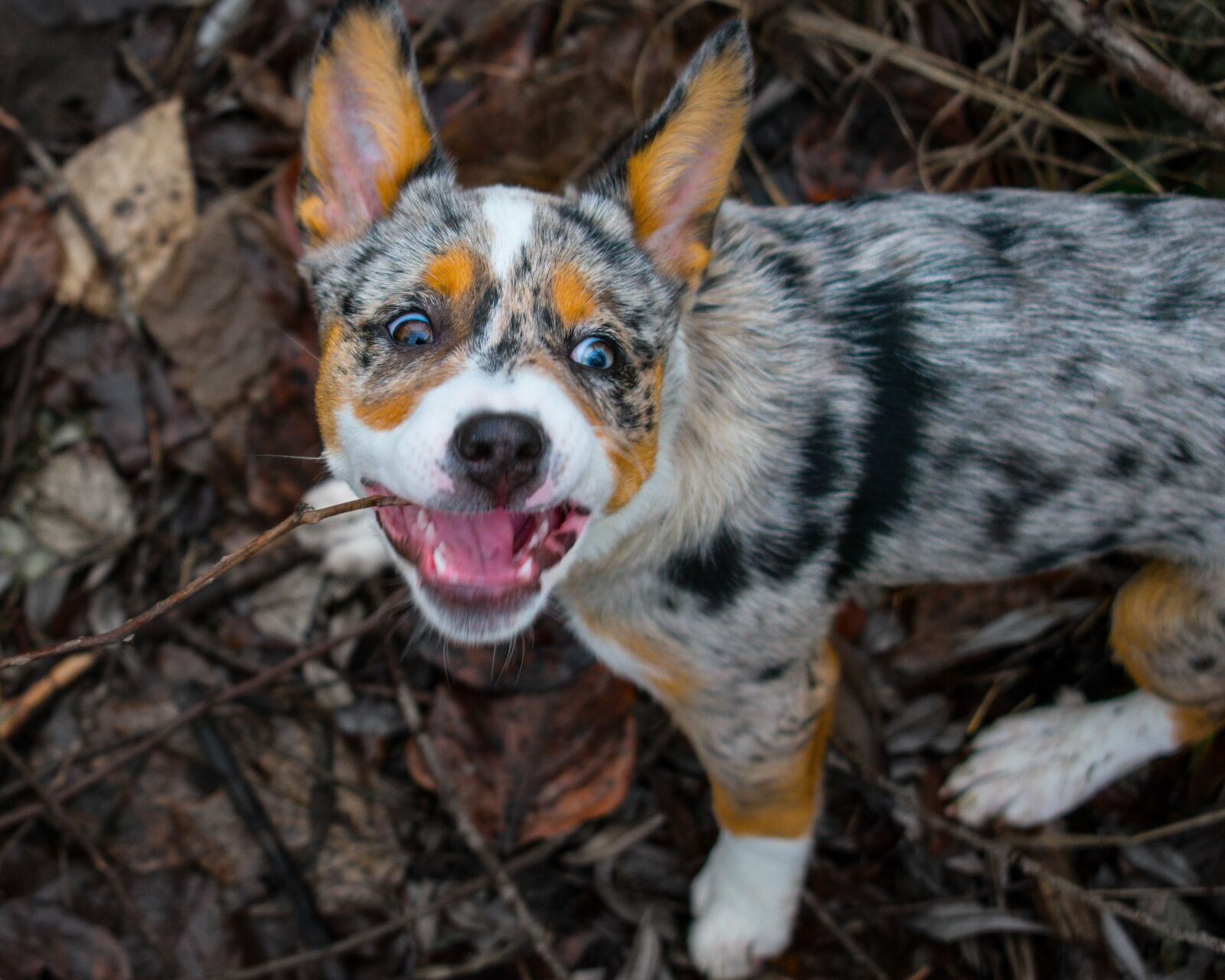 Nikon D3400 sample photo. Dog, pet, puppy photography