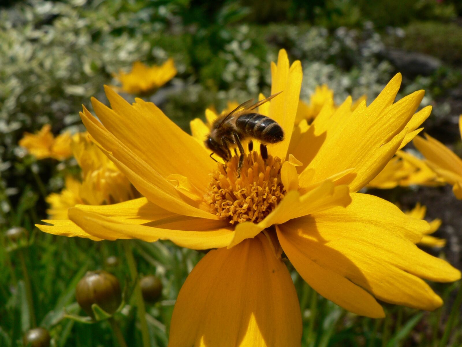 Panasonic DMC-FZ5 sample photo. Bee, pollination, insect photography