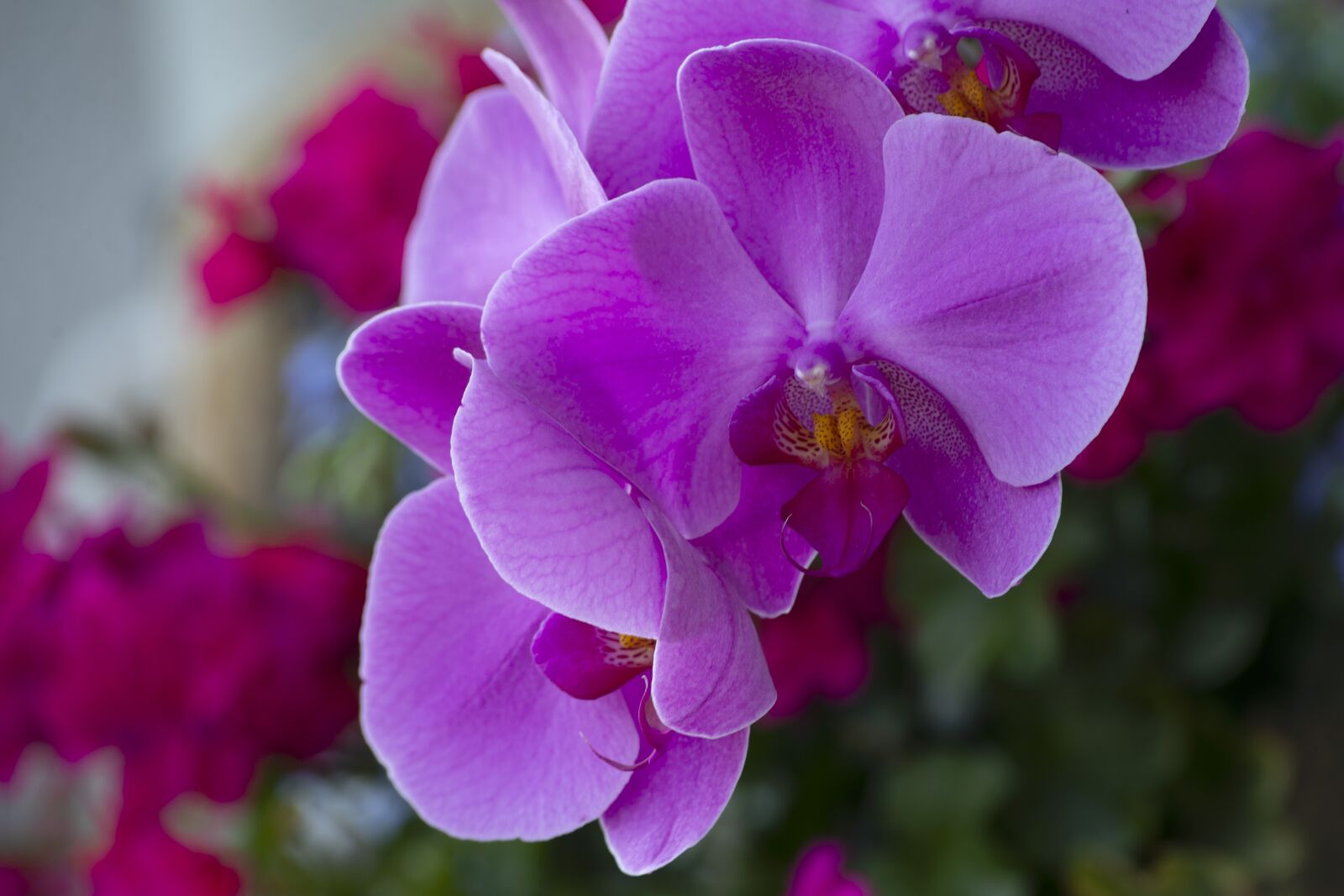 Nikon D610 sample photo. Plant, flower, orchid photography