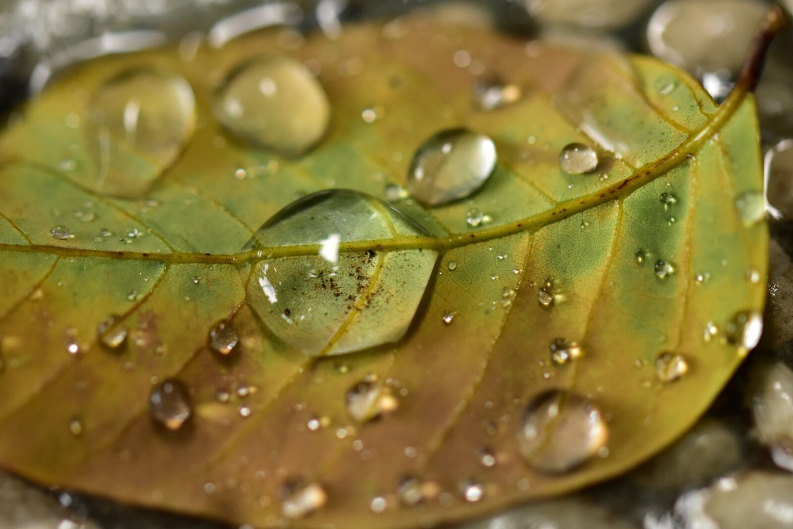 Nikon D3400 sample photo. Bubble, waterdrops, raindrops photography