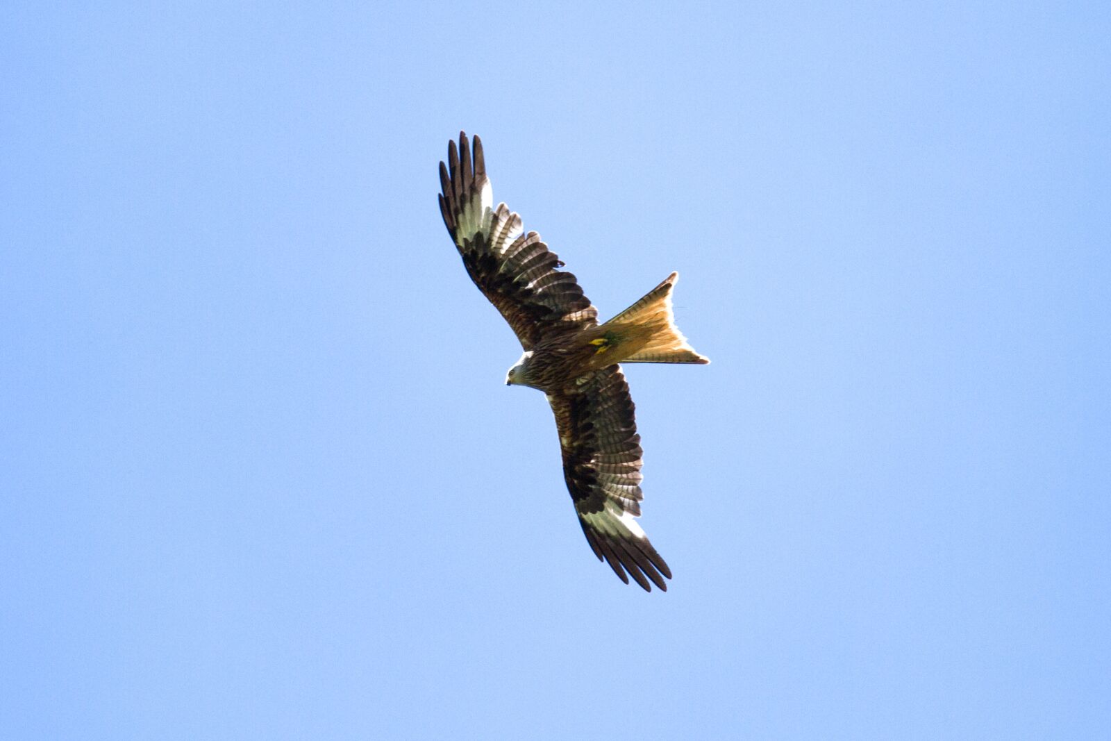 Canon EOS 7D sample photo. Milan, raptor, bird of photography