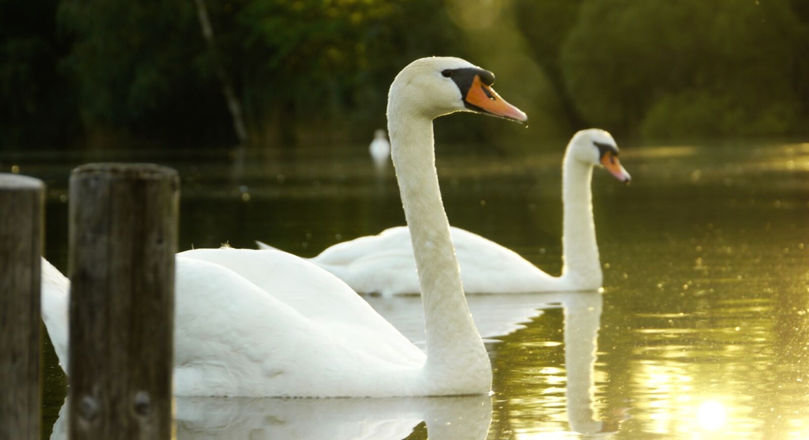 Panasonic Lumix DMC-GH2 sample photo. Lake, swan, landscape photography
