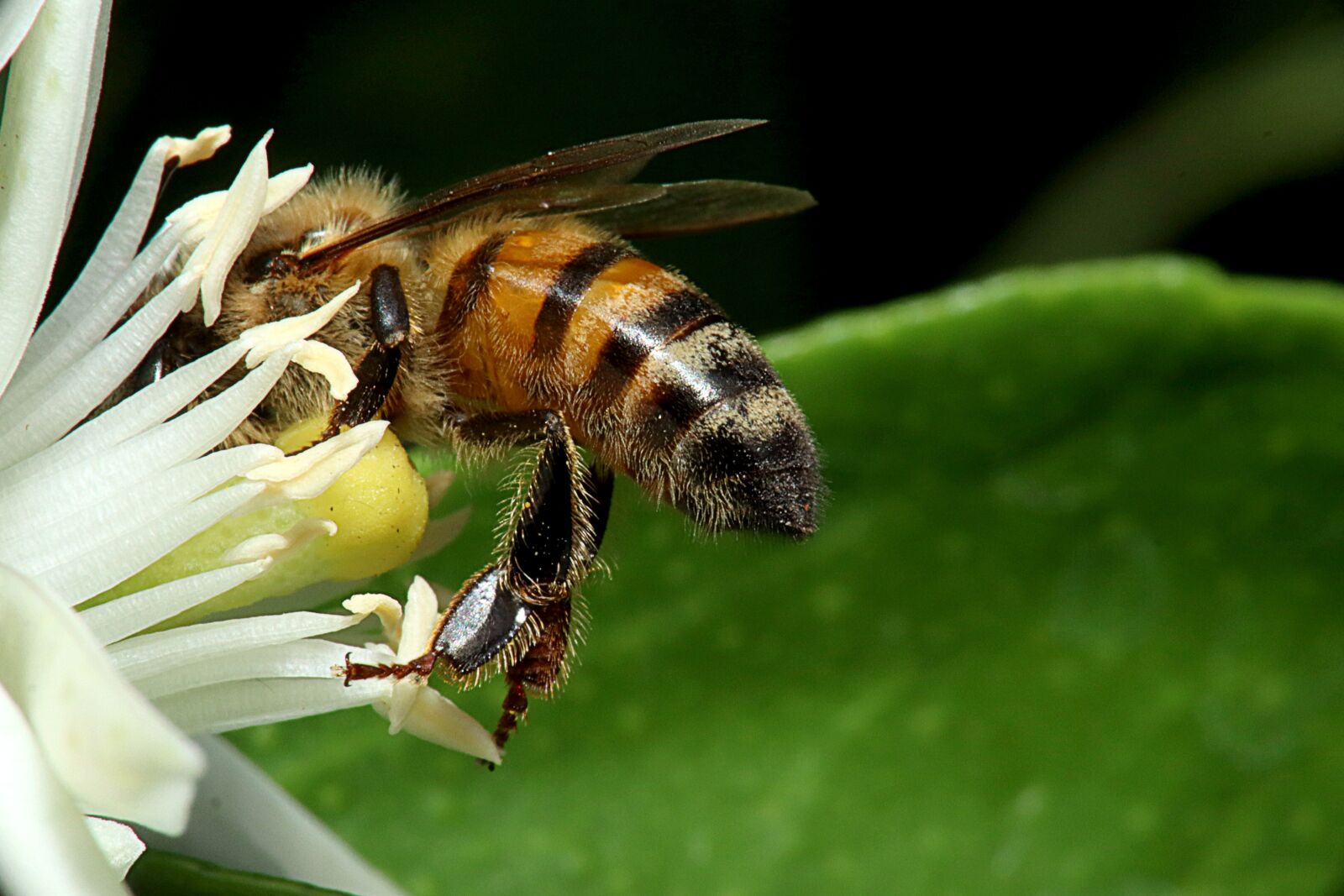 Canon EOS M50 (EOS Kiss M) sample photo. Bee, honey, insects photography