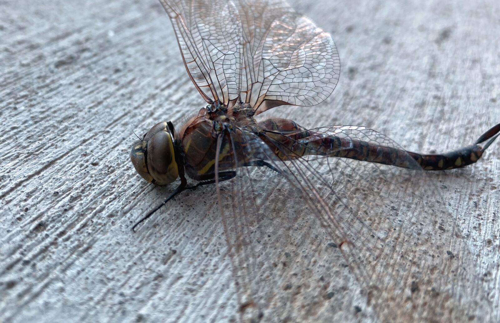 Apple iPhone 11 Pro sample photo. Dragonfly, insect, bug photography