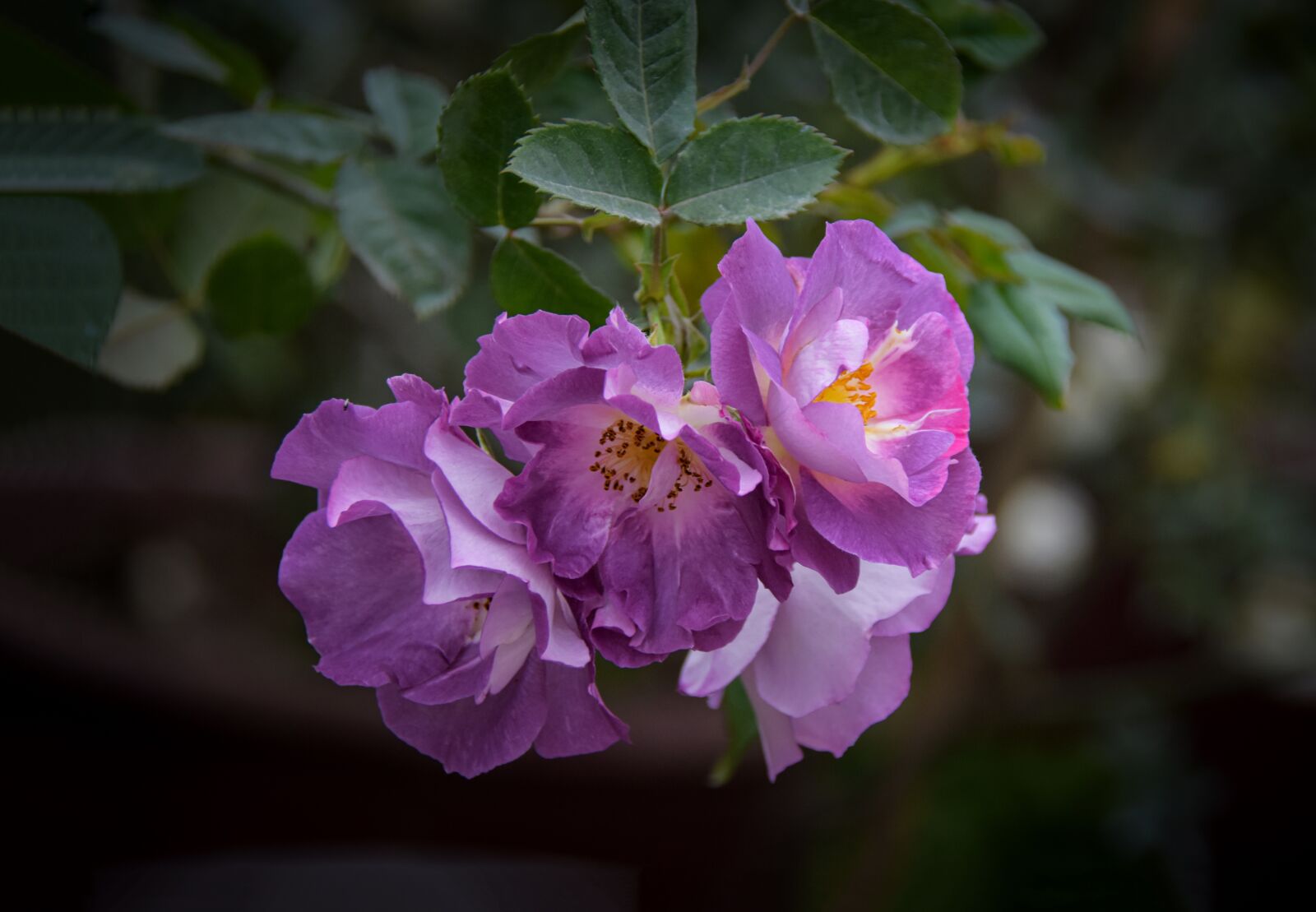 Nikon D7200 sample photo. Rose, fragrant, purple photography