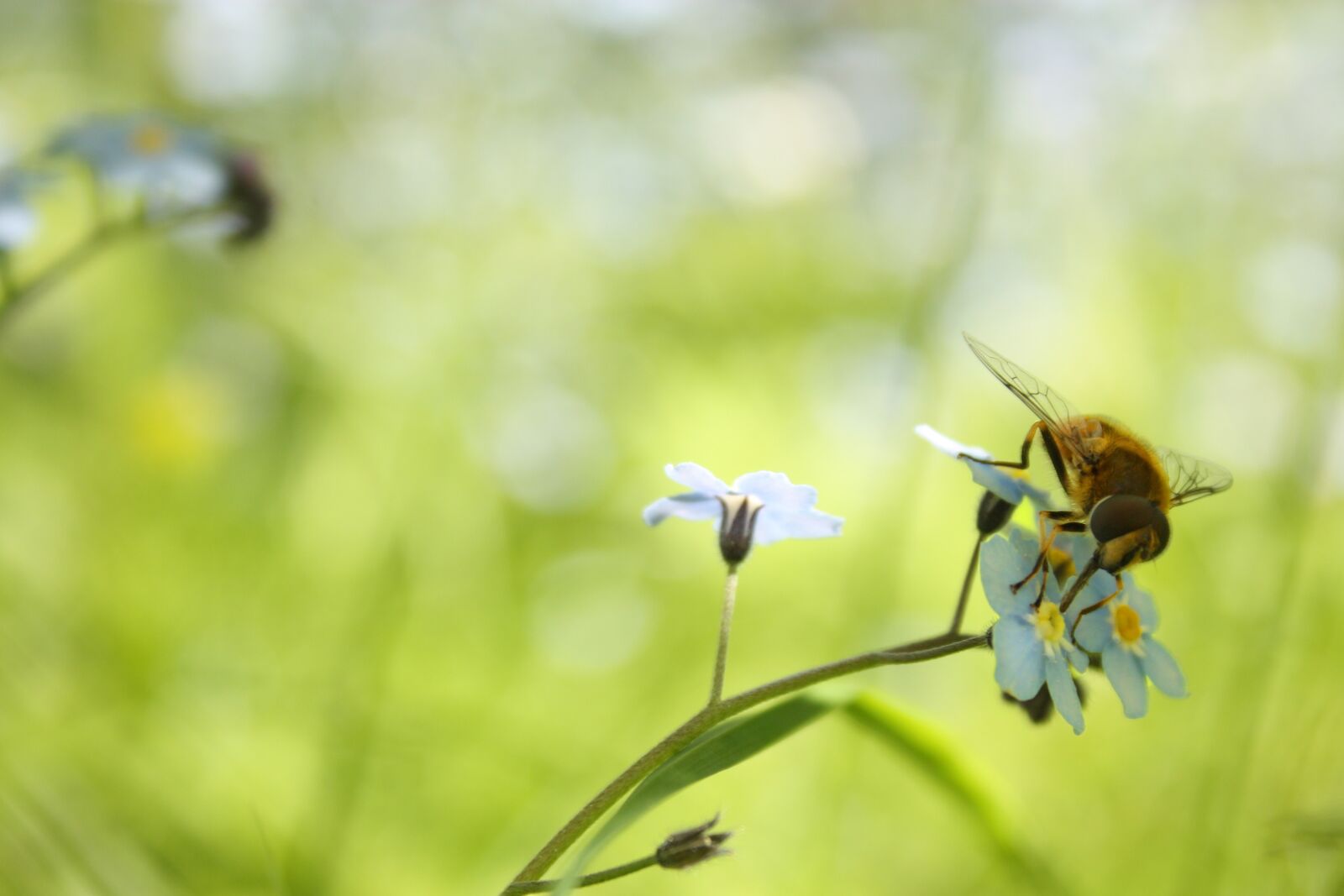 Canon EOS 450D (EOS Rebel XSi / EOS Kiss X2) sample photo. Bumblebee, flower, insect photography