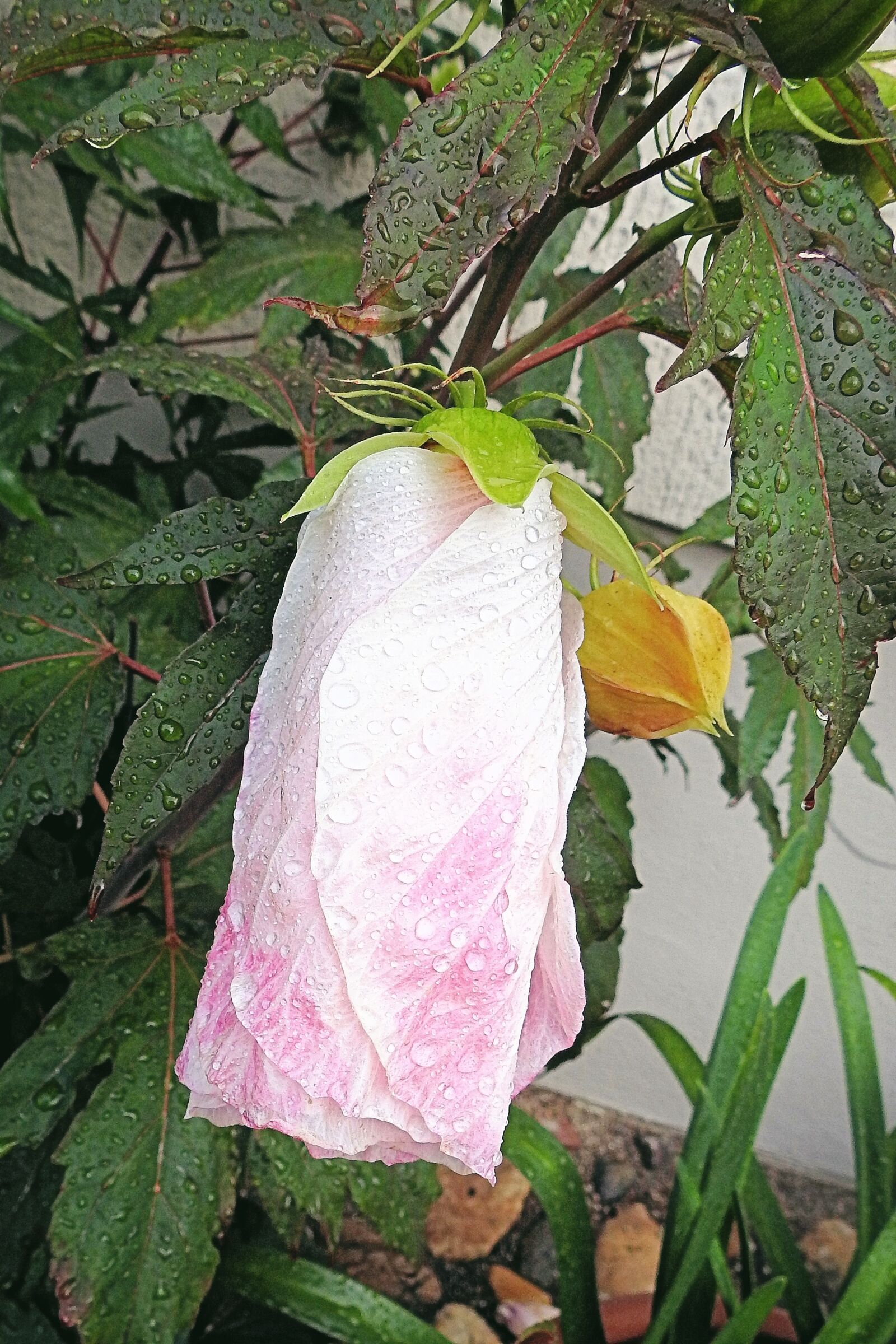 Nikon Coolpix P900 sample photo. Blossom, bloom, hibiscus flower photography