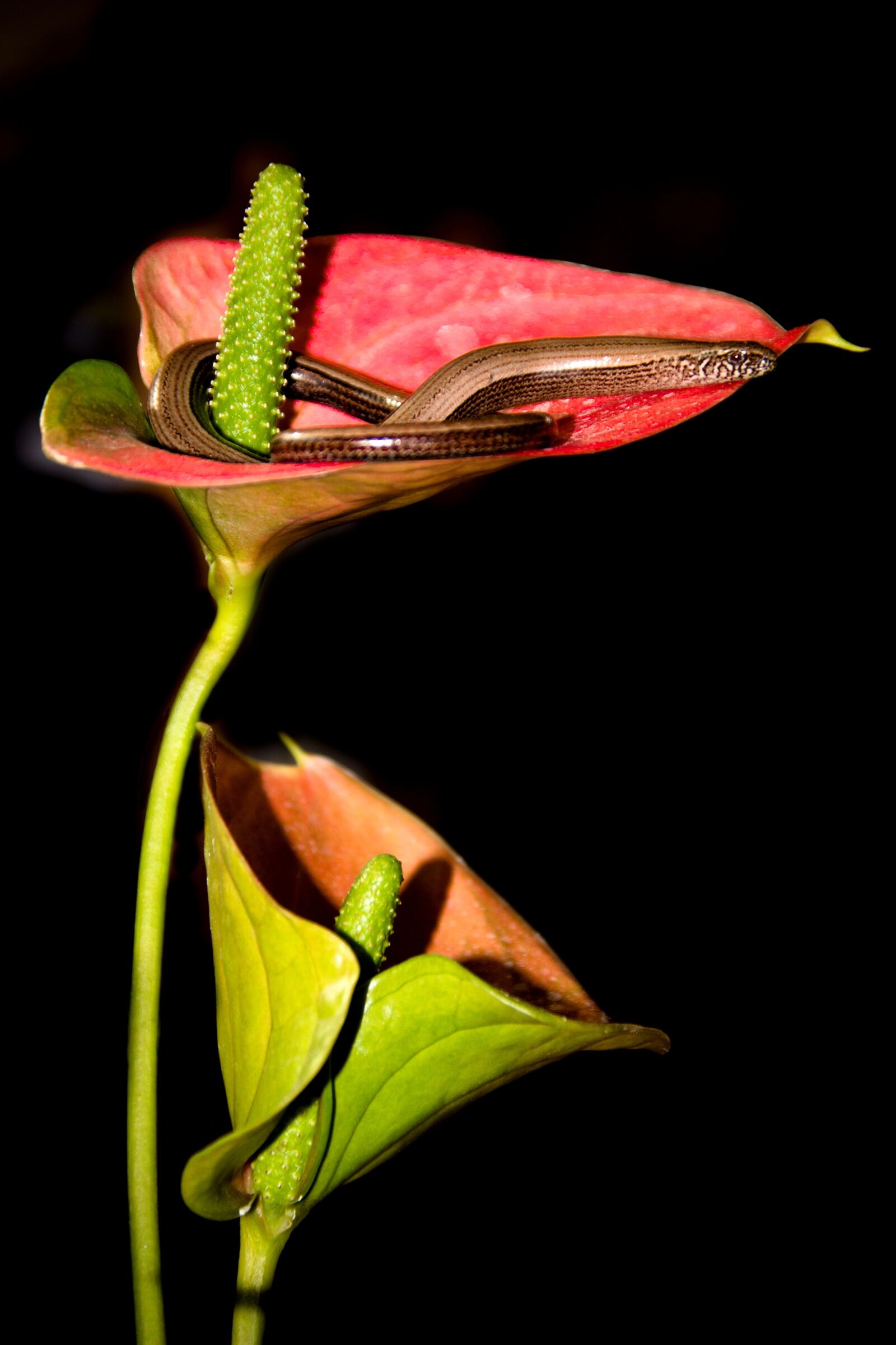 Canon EOS 600D (Rebel EOS T3i / EOS Kiss X5) sample photo. Slow worm, lizard, anthurium photography