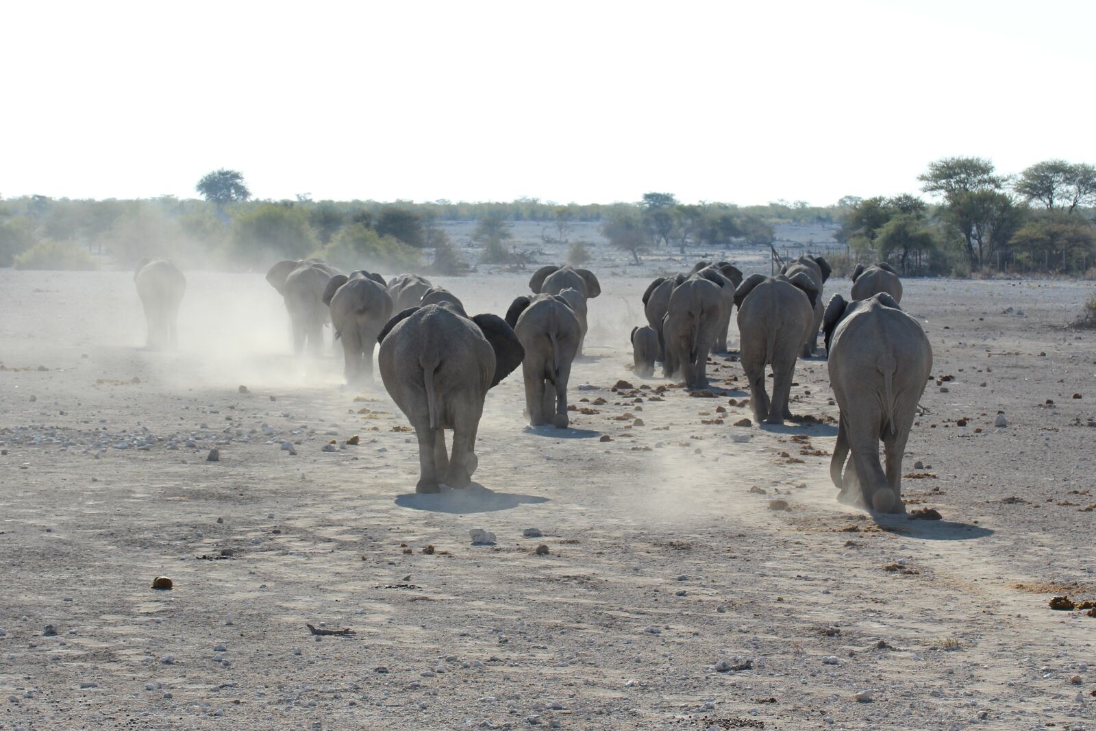 Canon EOS 700D (EOS Rebel T5i / EOS Kiss X7i) sample photo. Elephant, namibia, etosha national photography