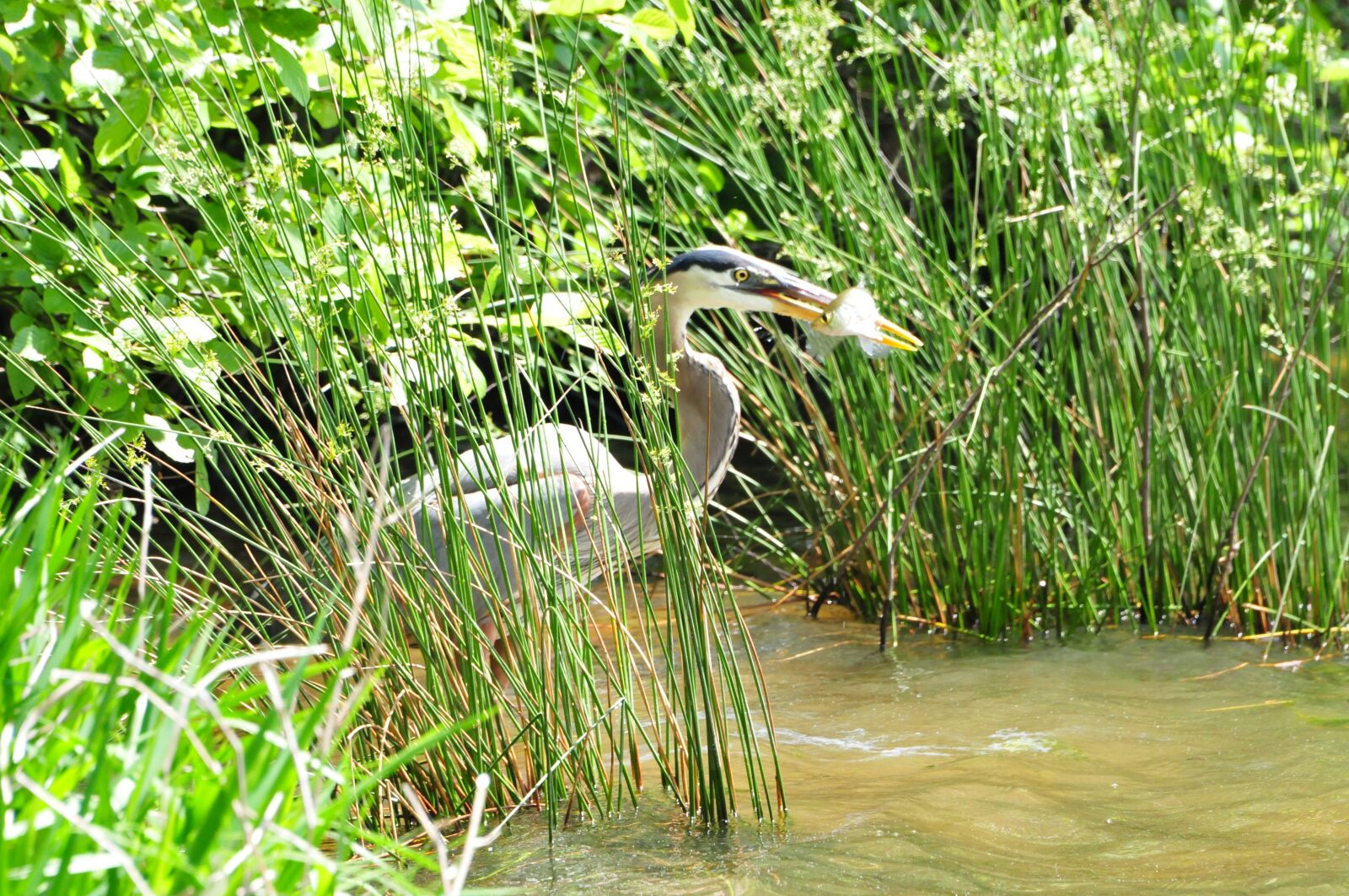 Nikon D300S sample photo. Great, blue, heron photography