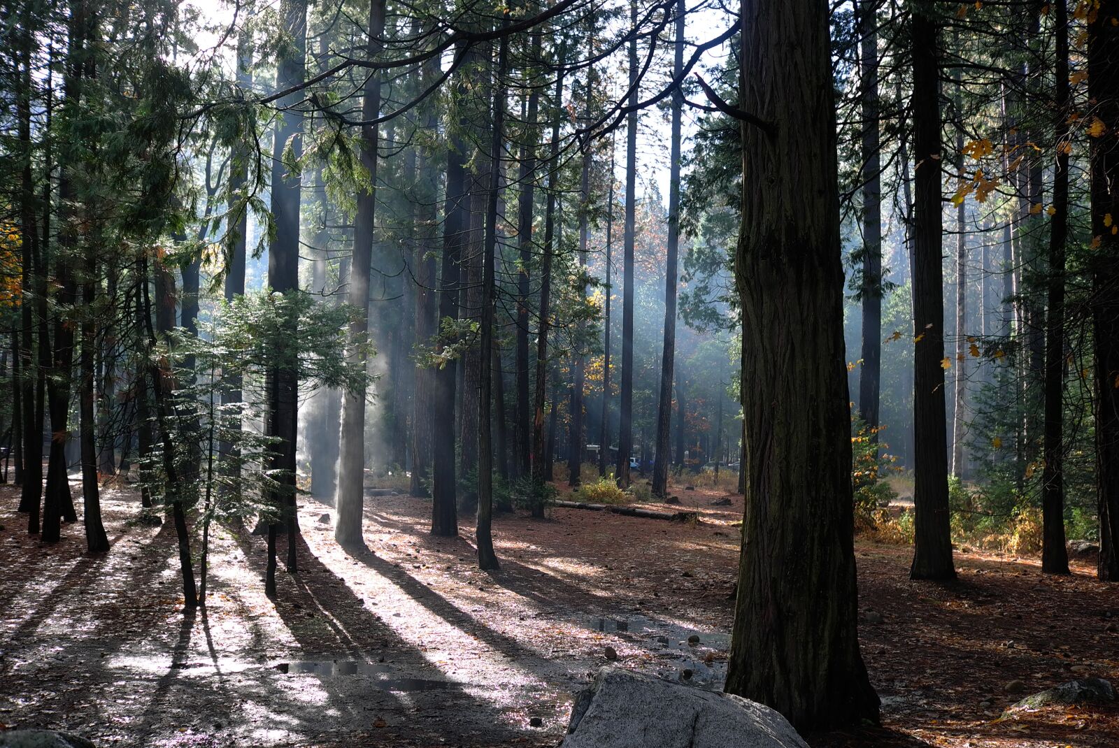 Leica X1 sample photo. Yosemite, national park, wood photography