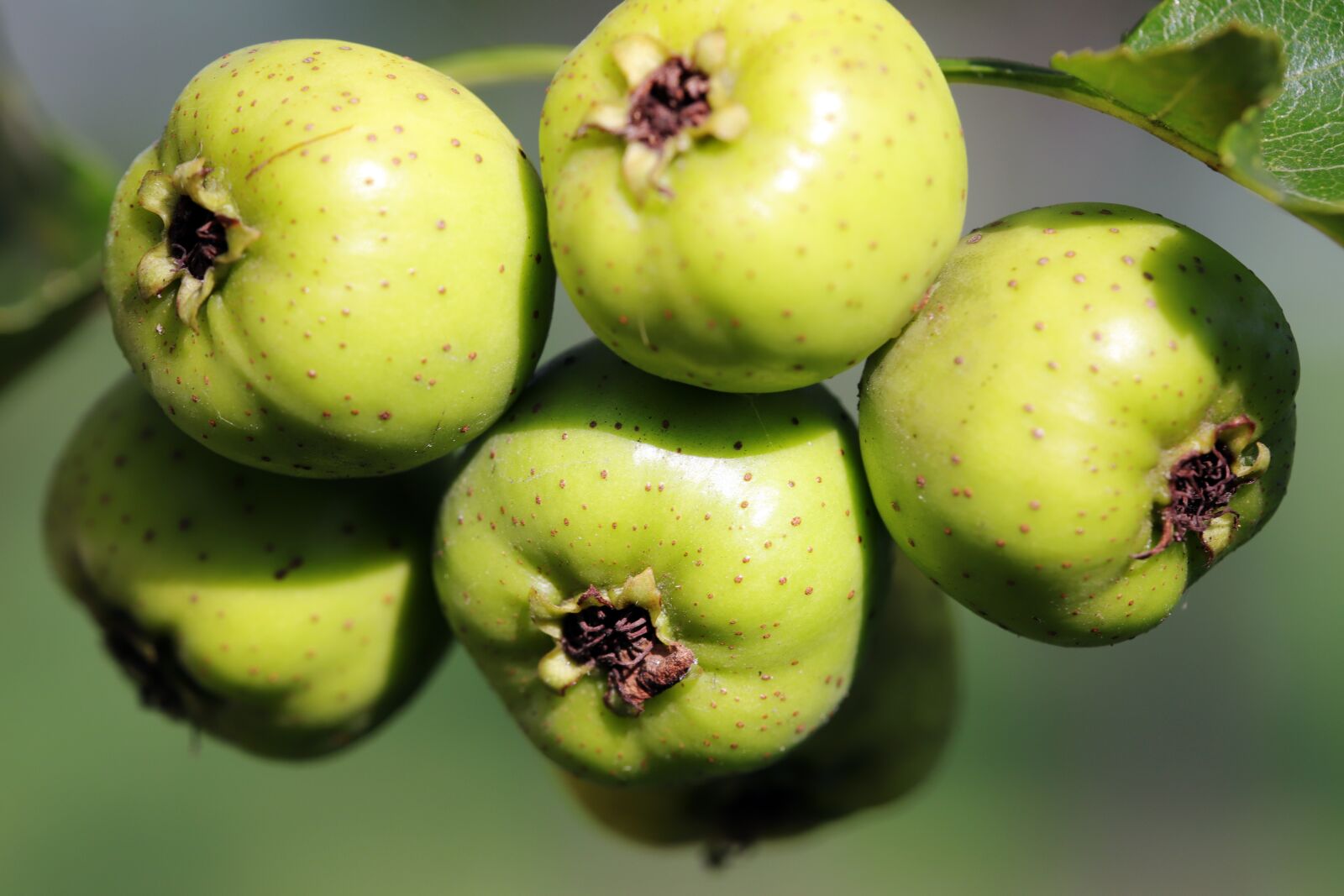 Canon EOS 6D Mark II sample photo. Flower apples, fruit, wood photography