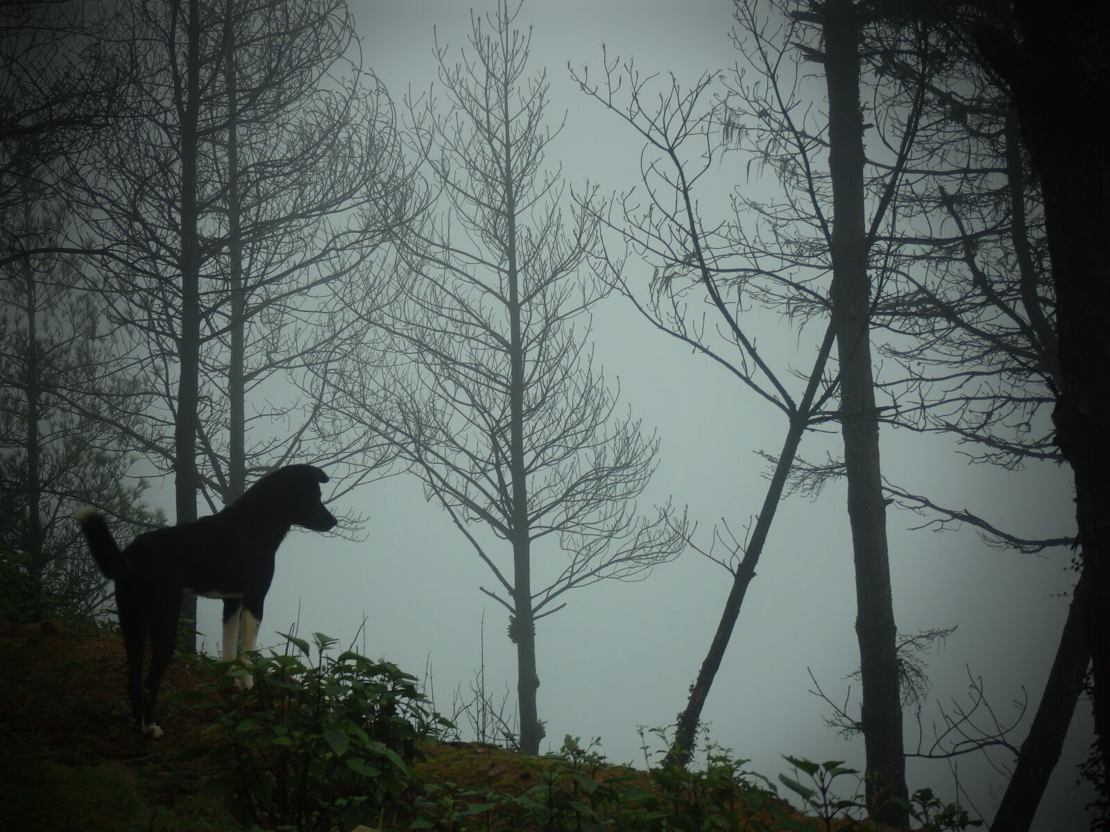 Olympus SZ-16,DZ-105 sample photo. Adventure, dogs, himalayas, nature photography