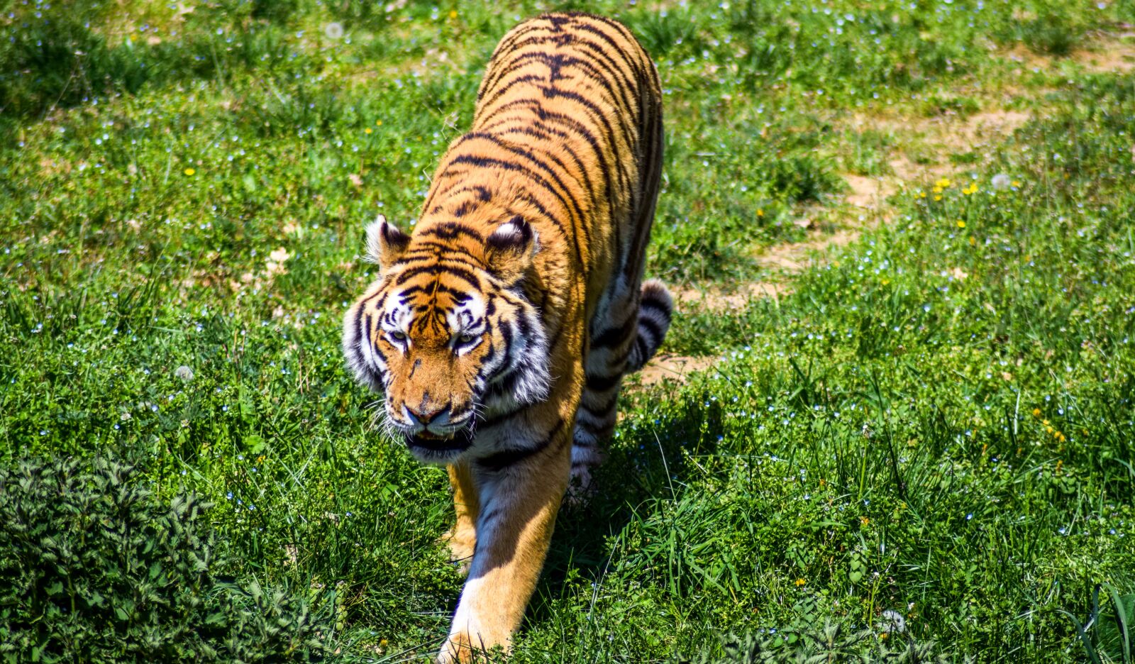 Nikon D5300 sample photo. Zoo, paugres, ardeche photography