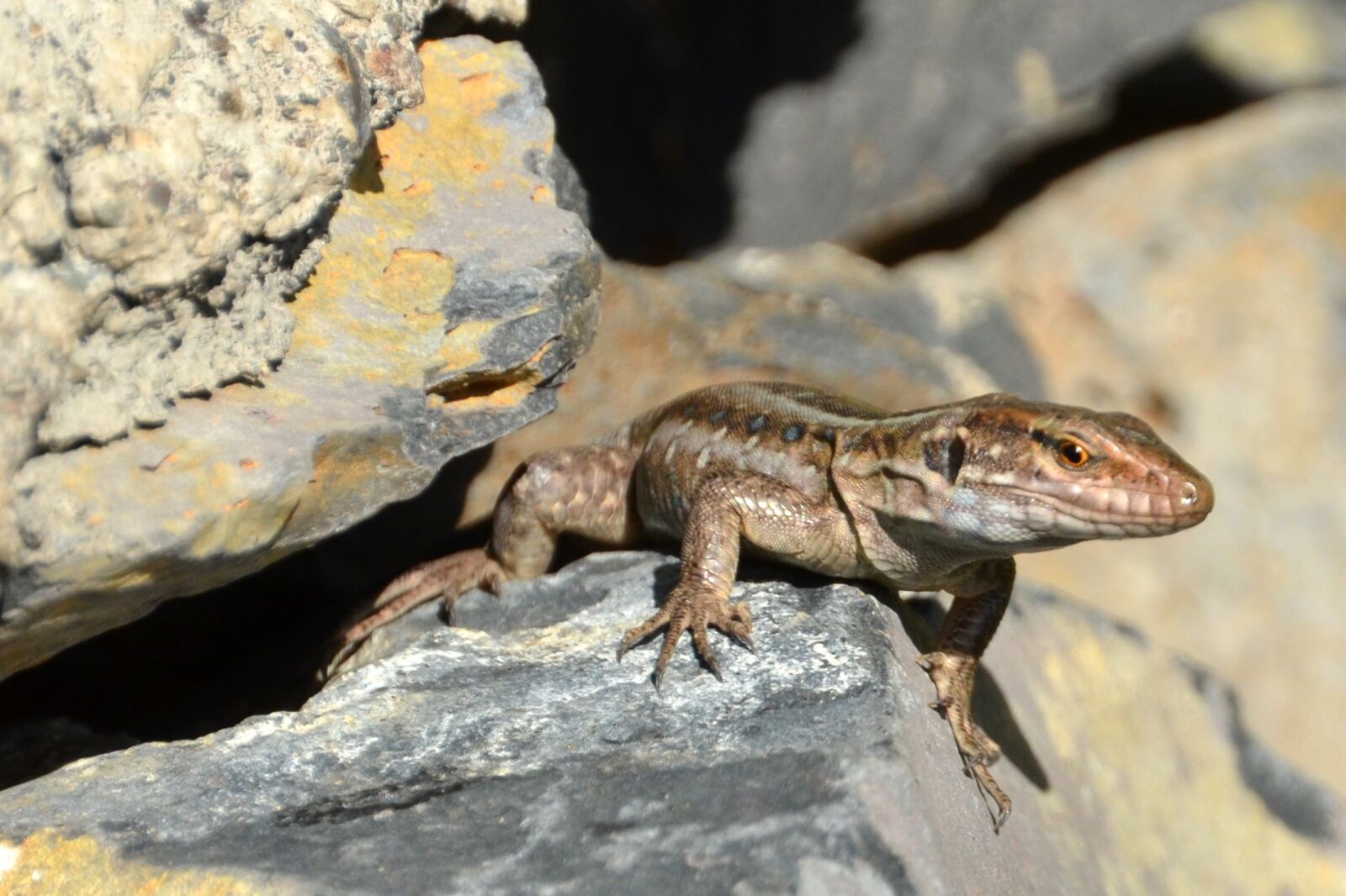 Nikon D5100 sample photo. Nature, reptile, lizard photography