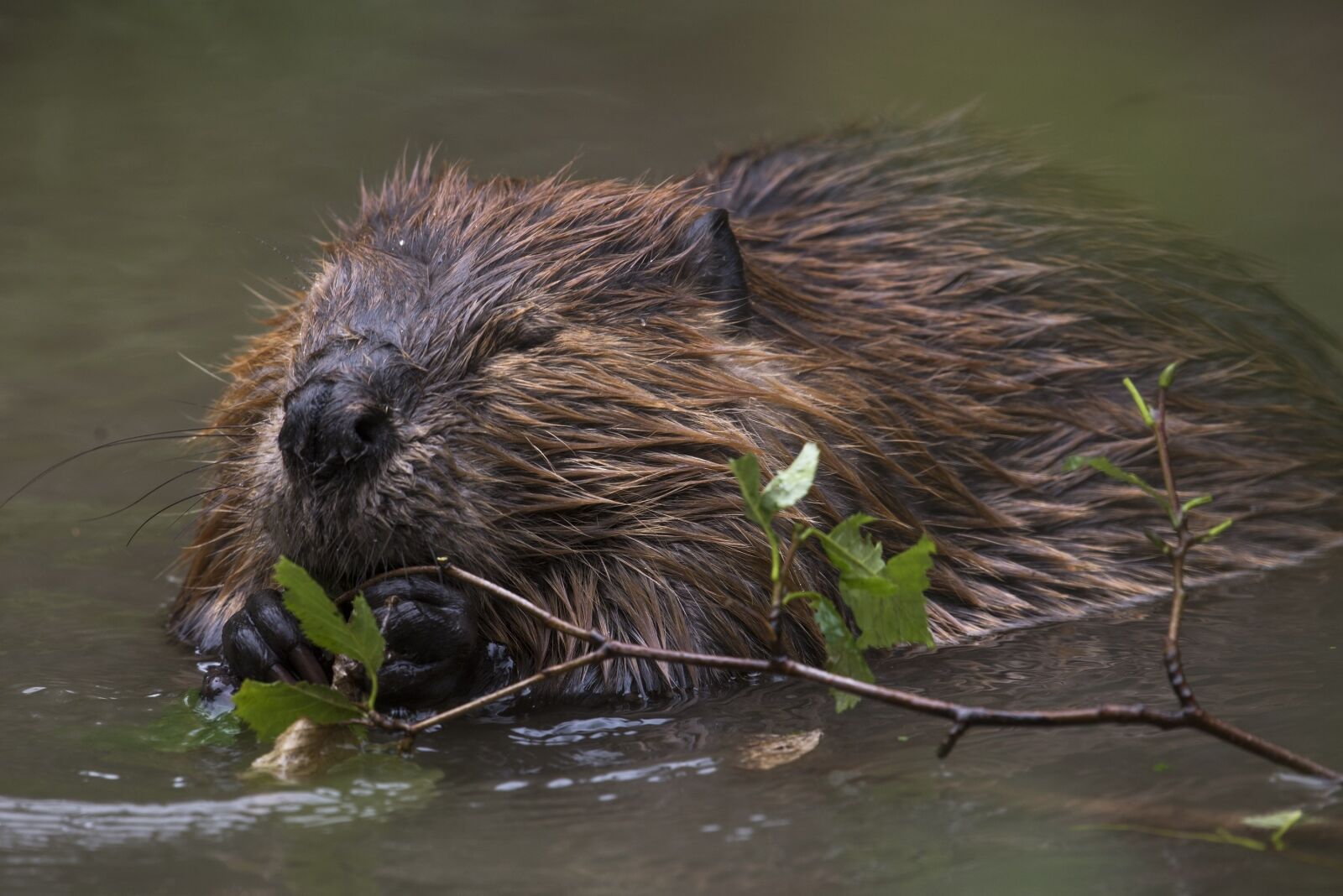 Nikon D810 sample photo. Beaver, rodent, animal photography